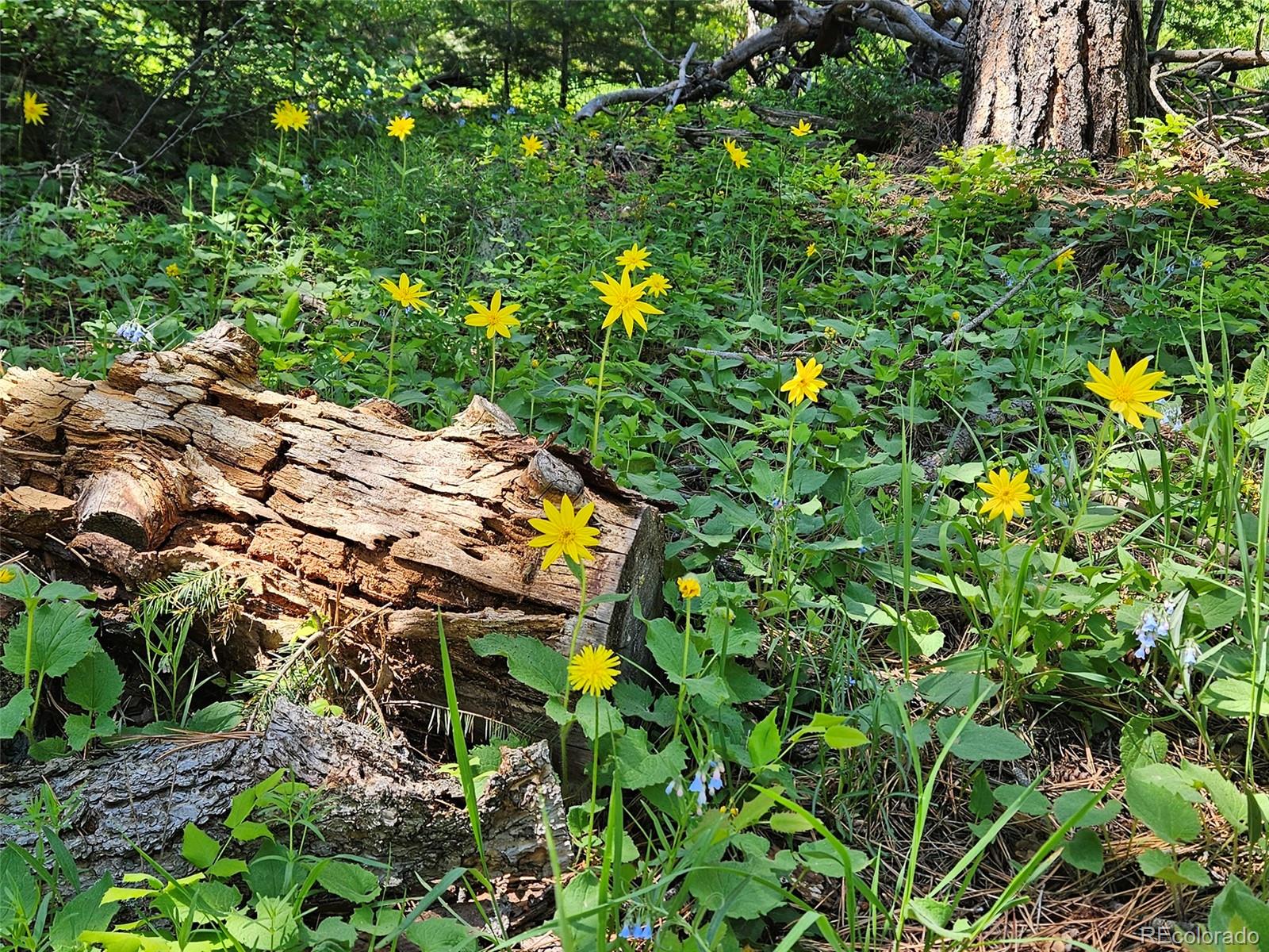 9648 Yegge Road Morrison, CO 80465 - Photo 19 of 29