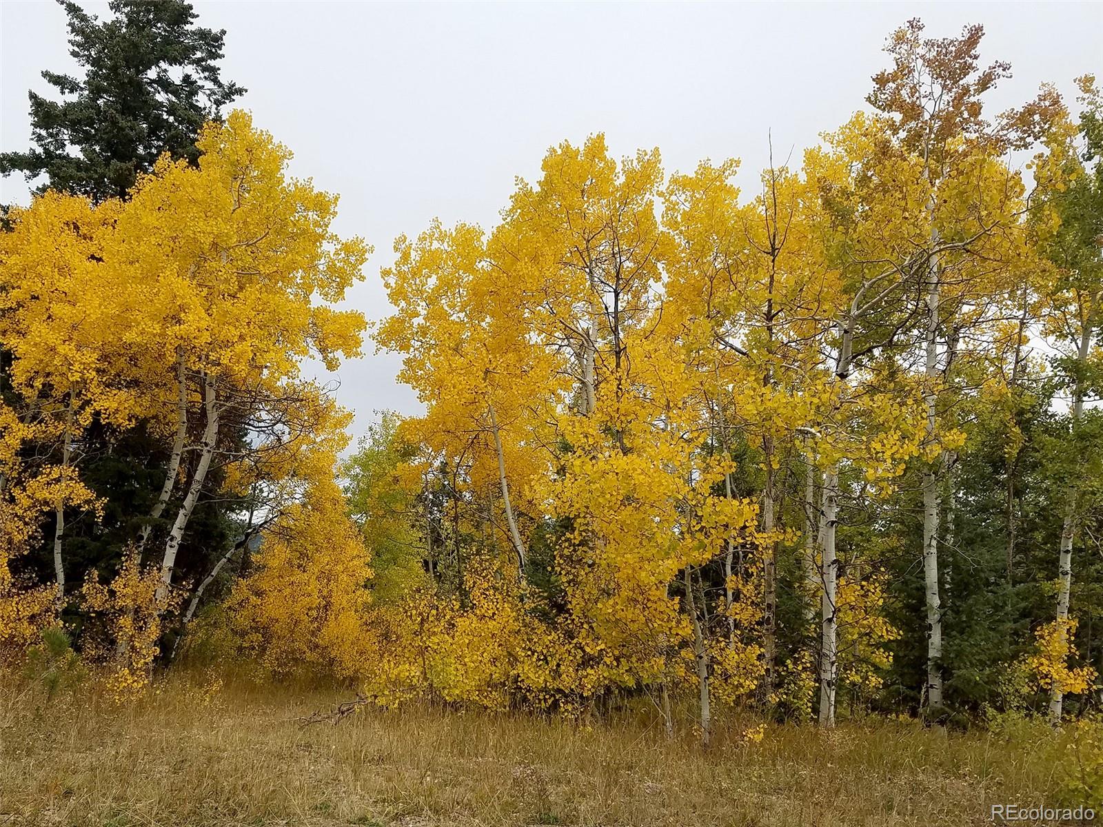 9648 Yegge Road Morrison, CO 80465 - Photo 29 of 29