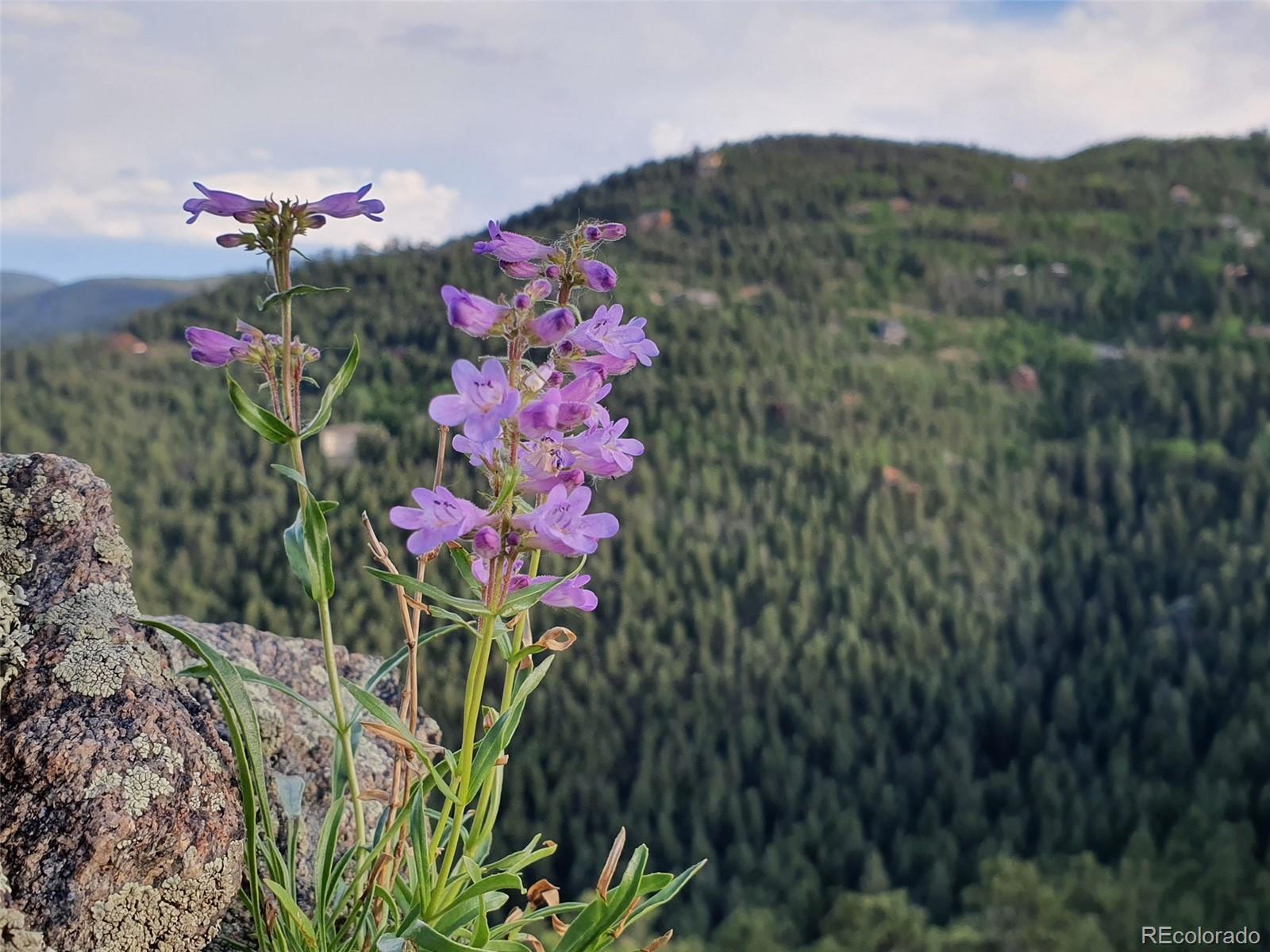 9648 Yegge Road Morrison, CO 80465 - Photo 3 of 29