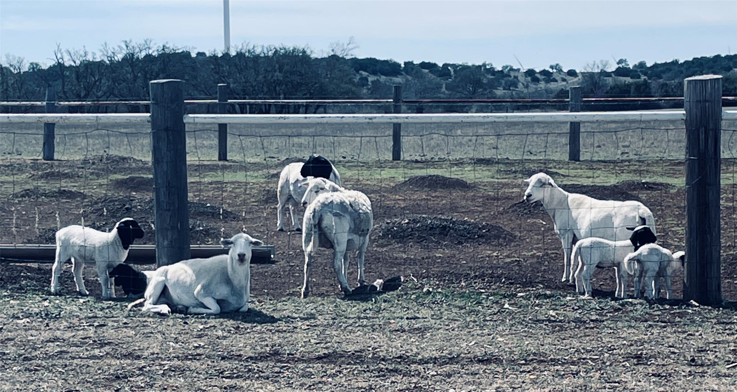 771 County Road 261 Comanche, TX 76442 - Photo 5 of 7 a view of a yard