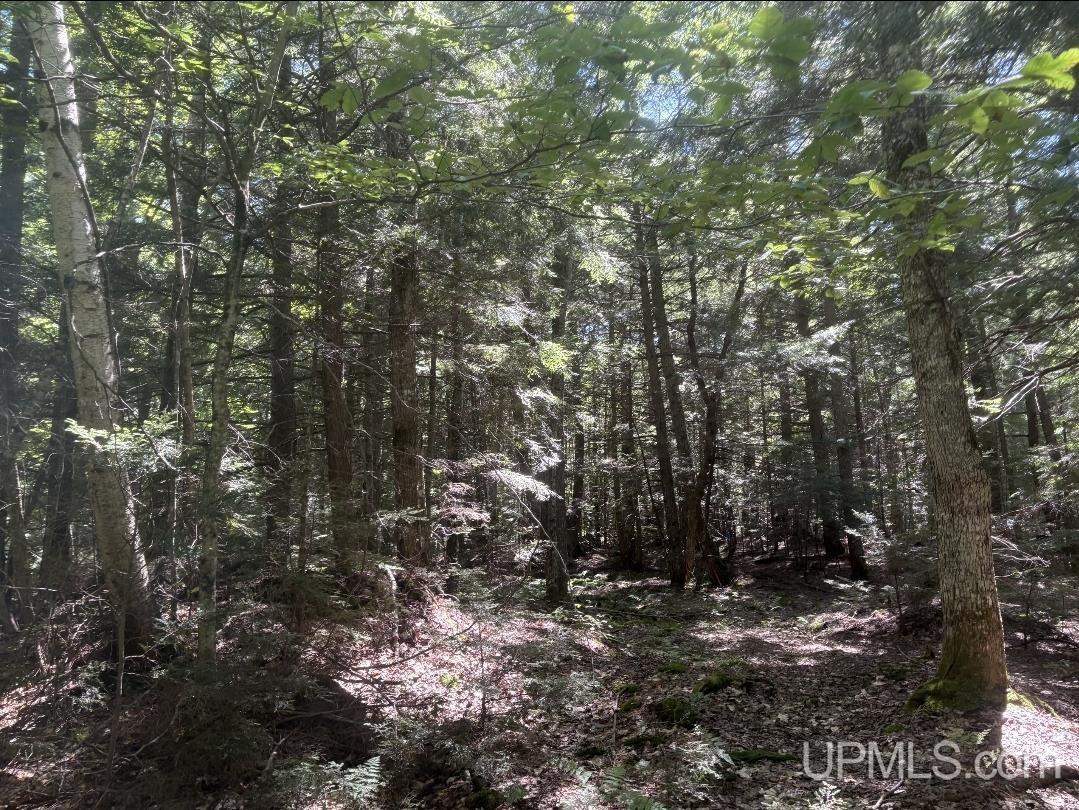 94-acres Peter White Road Deerton, MI 49822 - Photo 6 of 24