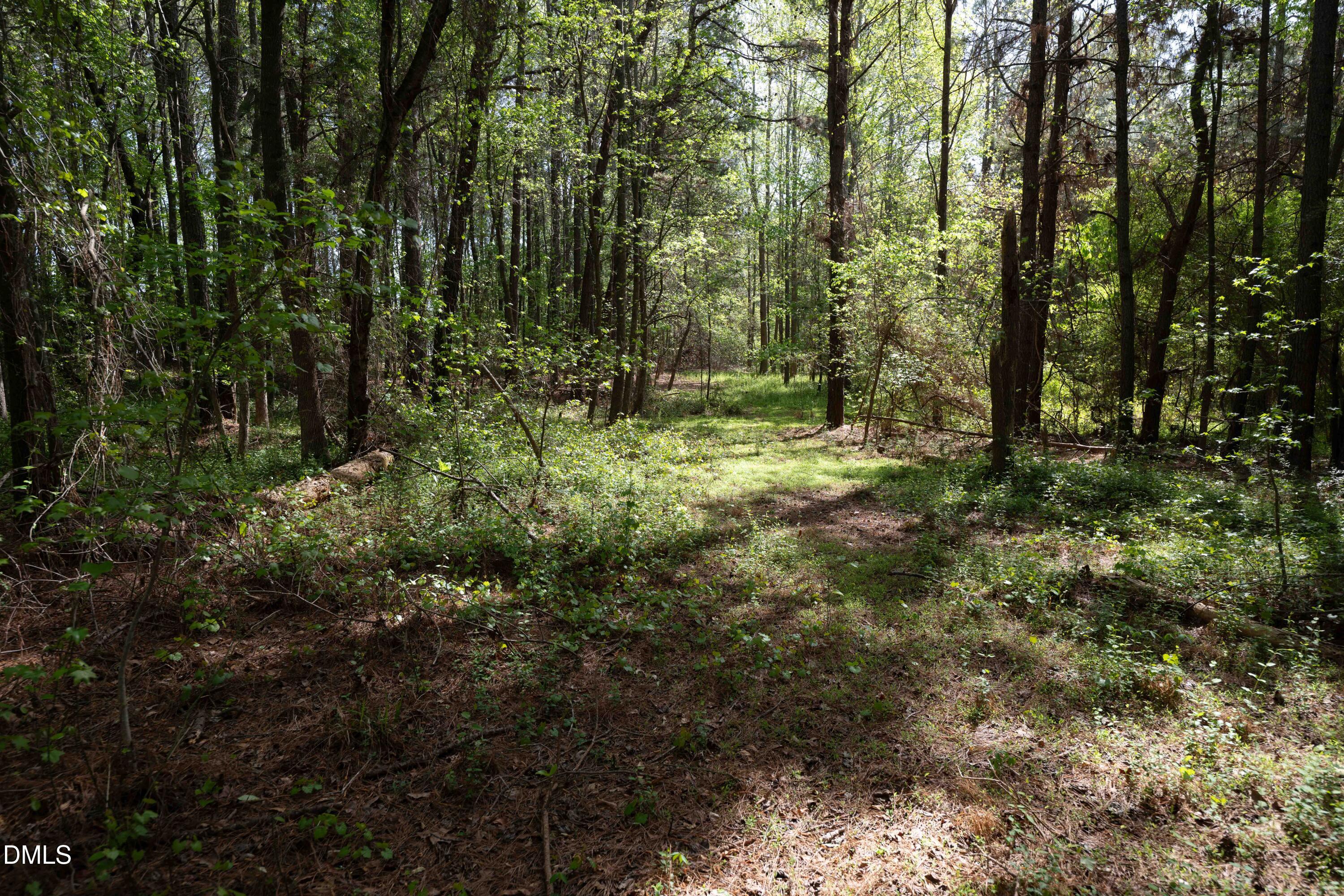 0 Bayles Road Lillington, NC 27546 - Photo 24 of 29 a view of a forest with trees in the background