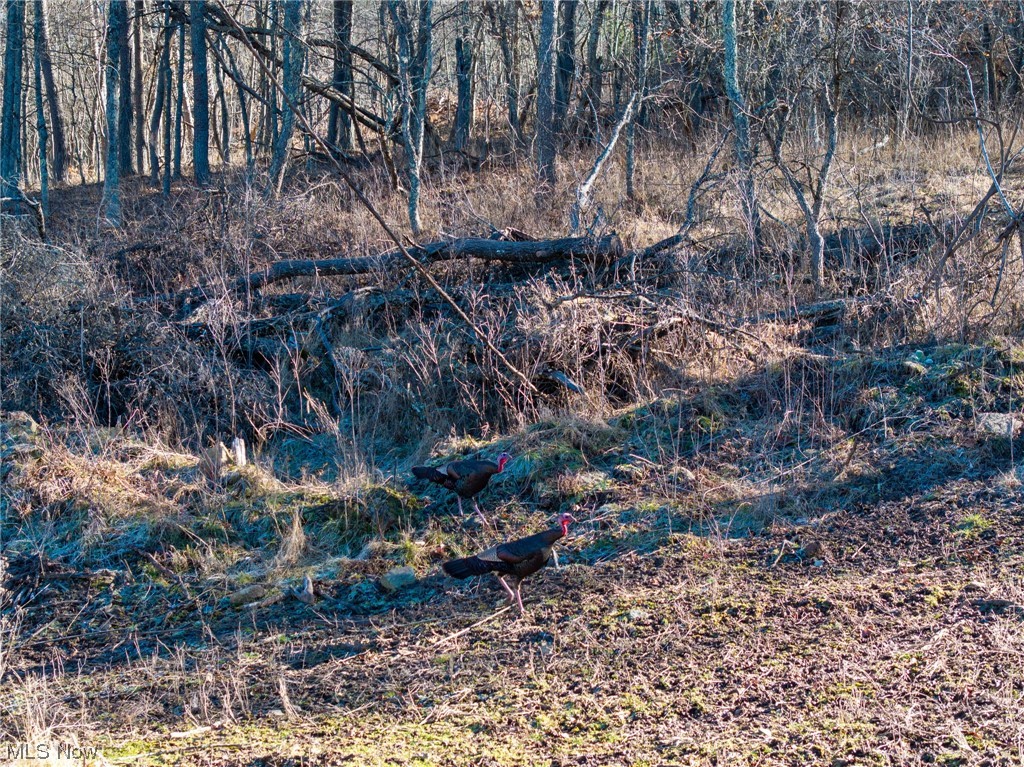113 Township Road Vincent, OH 45784 - Photo 8 of 27 View of nature