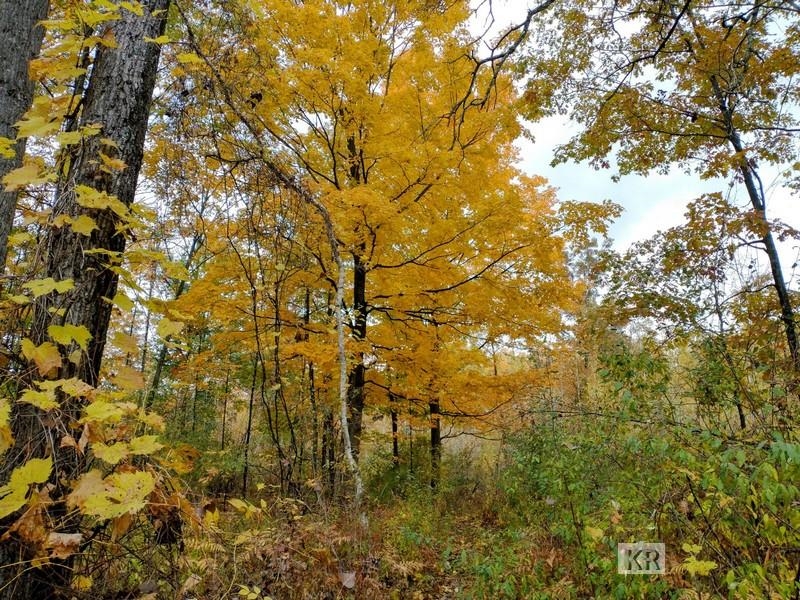 80-acres Wieman Road Gladwin, MI 48624 - Photo 10 of 28 Gallery Image 10