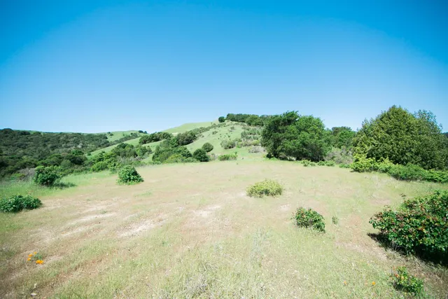 a view of a green field with lots of bushes