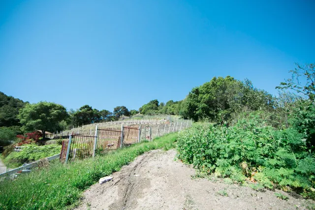 a view of a green field with lots of plants in it