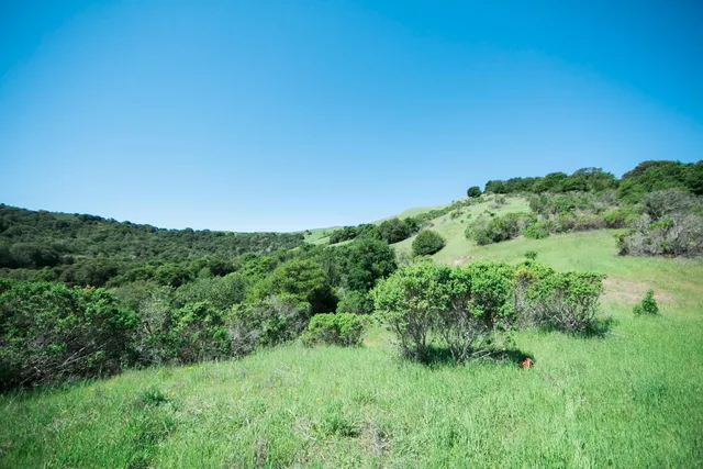a view of a lush green space