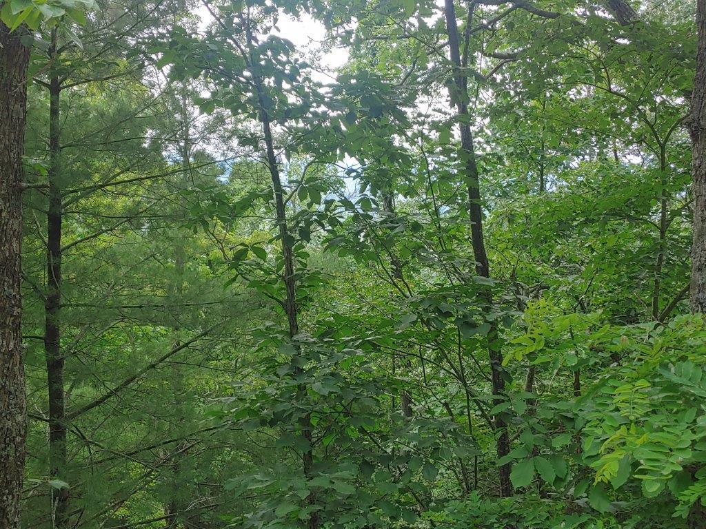 0 Fishers View Road Pilot, VA 24138 - Photo 11 of 12 0618211604_HDR