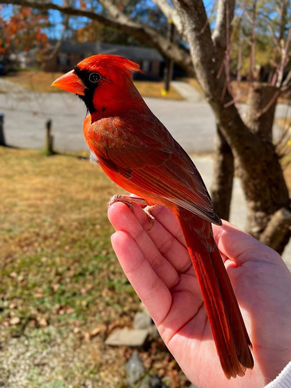 3042 Johnny Court Augusta, GA 30906 - Photo 11 of 45 Wildlife commonly seen on property