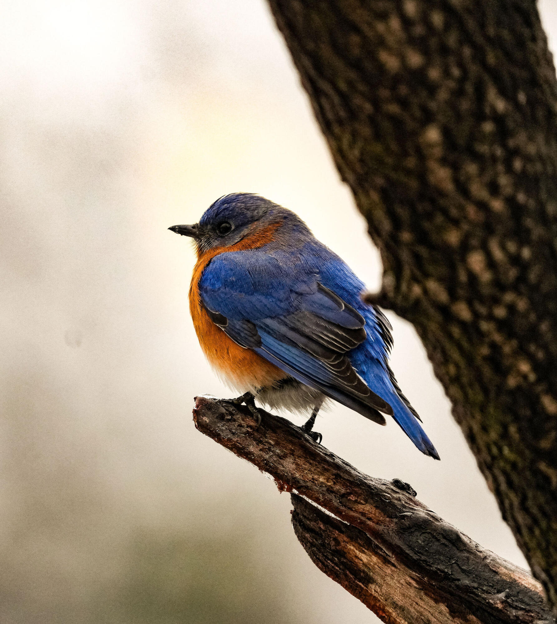3042 Johnny Court Augusta, GA 30906 - Photo 35 of 45 Wildlife commonly seen on property