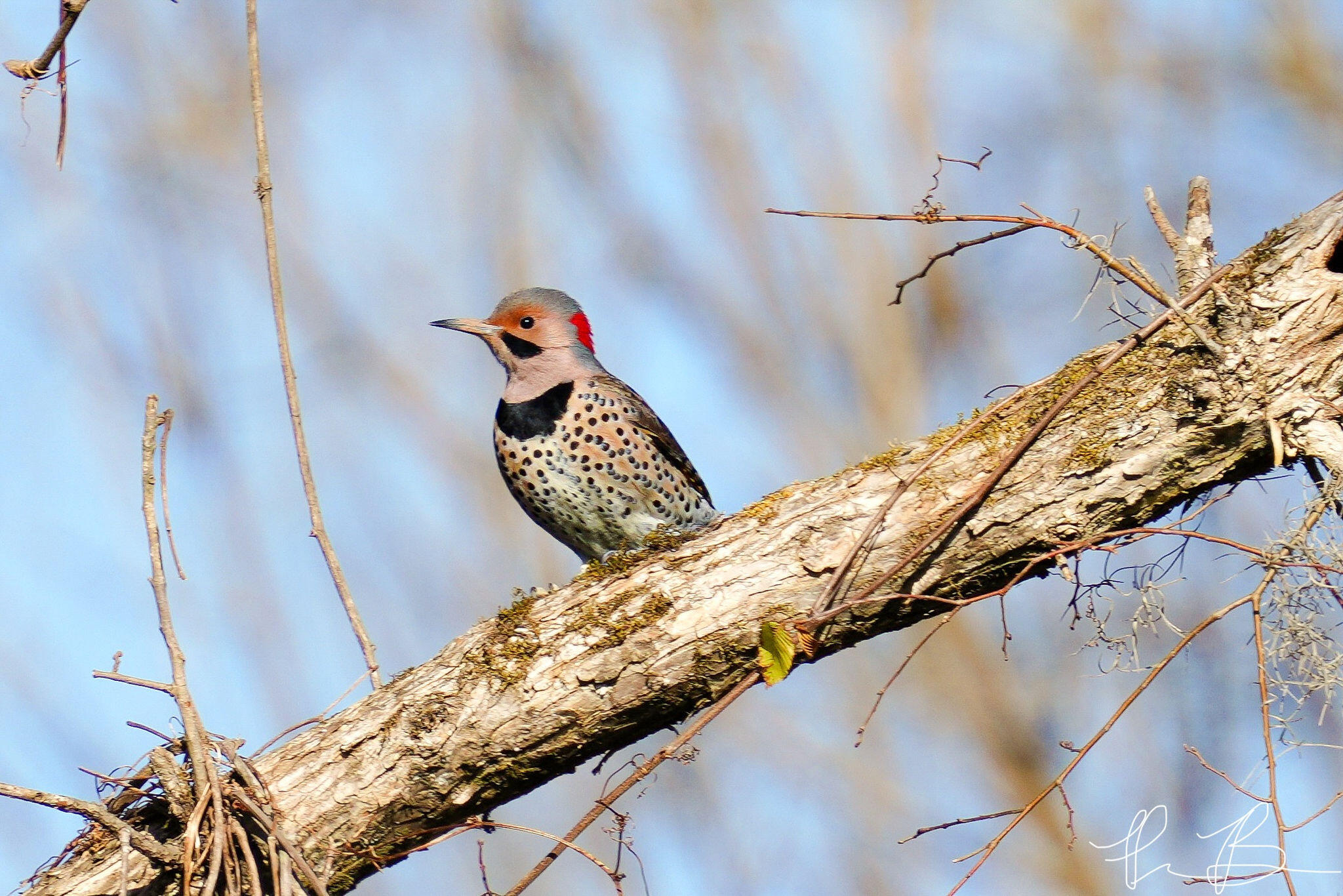 3042 Johnny Court Augusta, GA 30906 - Photo 36 of 45 Nature surrounding the home