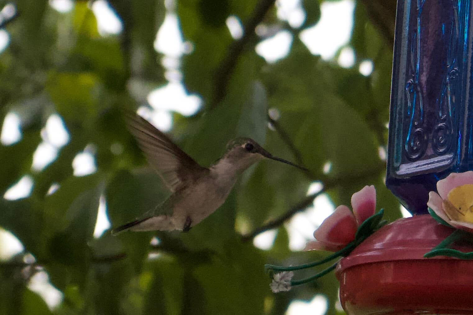 3042 Johnny Court Augusta, GA 30906 - Photo 37 of 45 Wildlife commonly seen on property