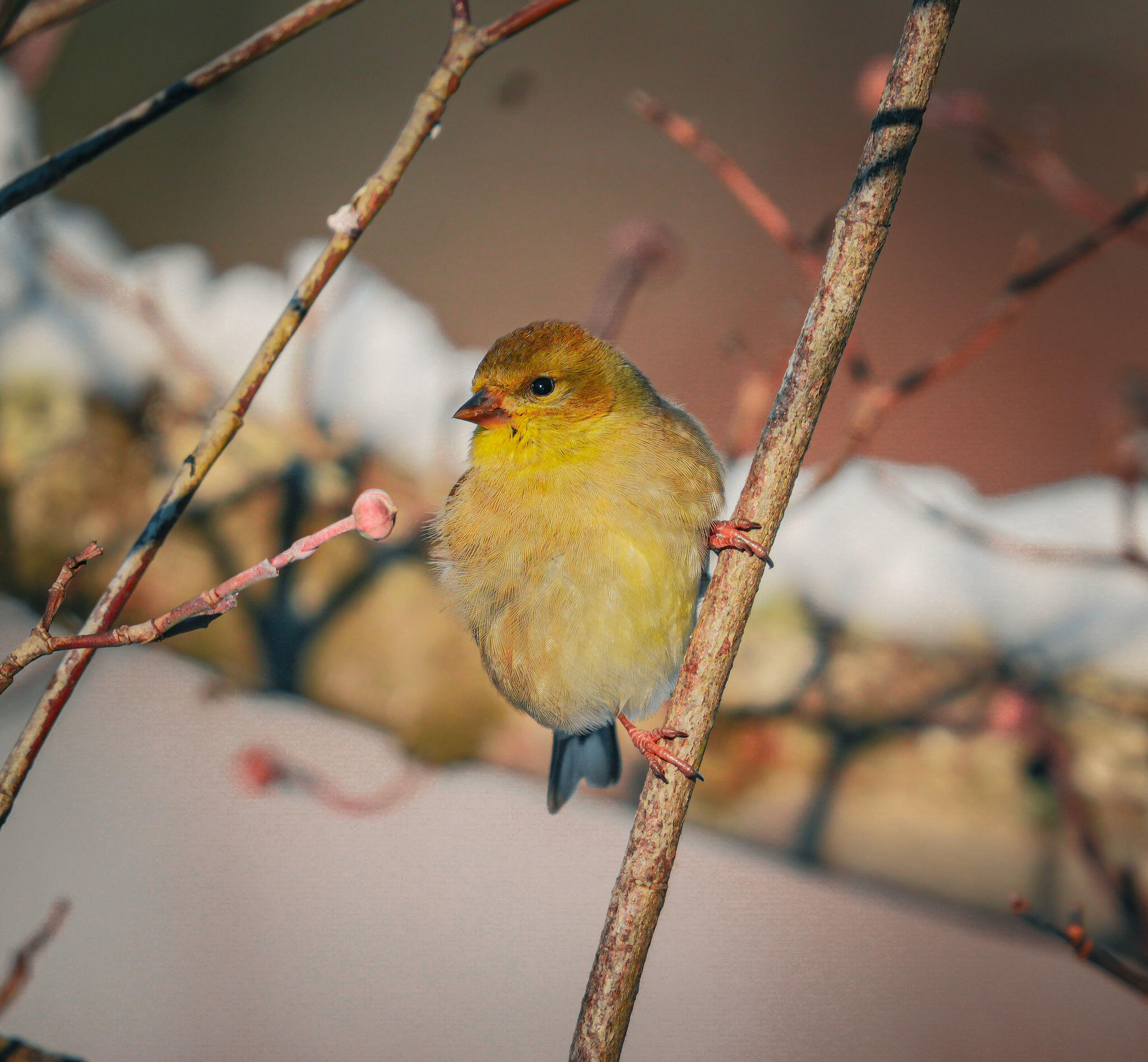 3042 Johnny Court Augusta, GA 30906 - Photo 38 of 45 Wildlife commonly seen on property