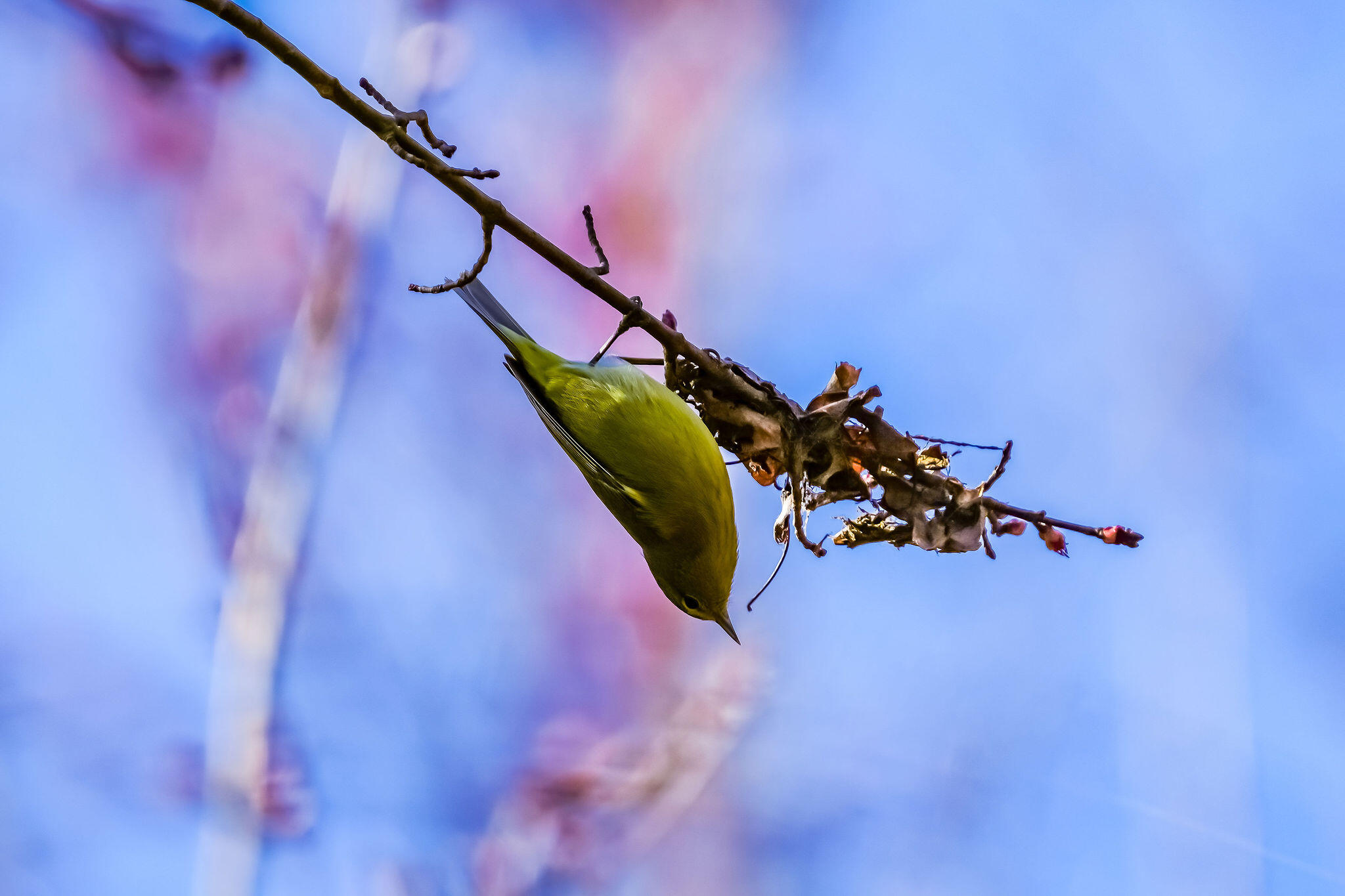 3042 Johnny Court Augusta, GA 30906 - Photo 40 of 45 Nature surrounding the home