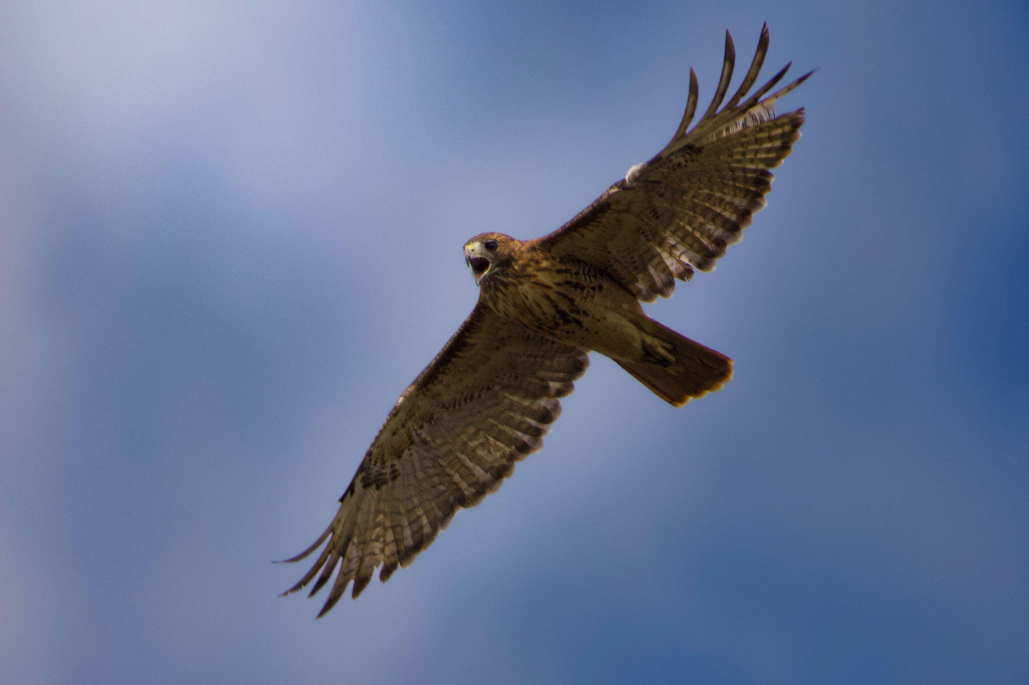 3042 Johnny Court Augusta, GA 30906 - Photo 41 of 45 Nature surrounding the home