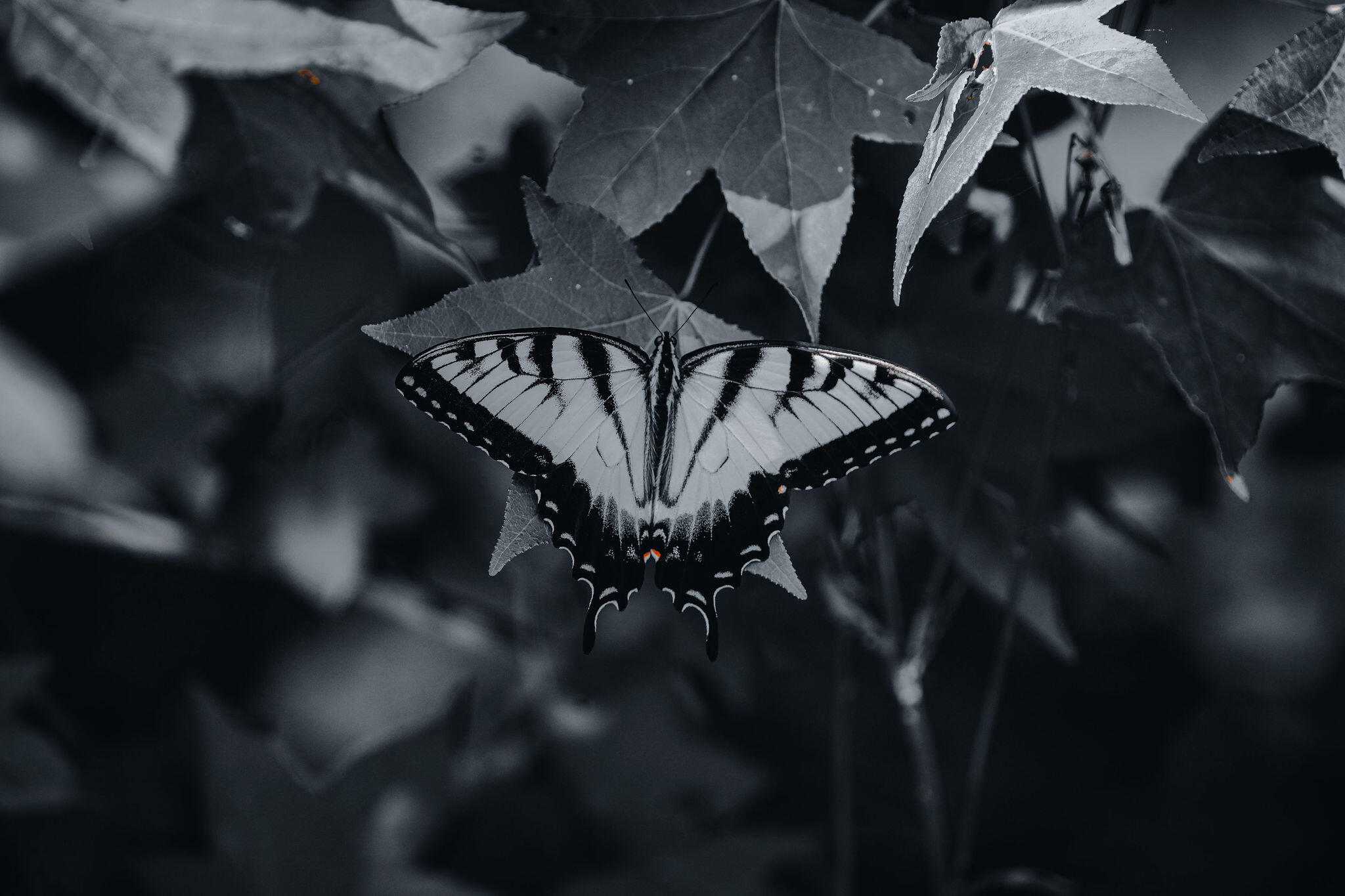 3042 Johnny Court Augusta, GA 30906 - Photo 44 of 45 Wildlife commonly seen on property