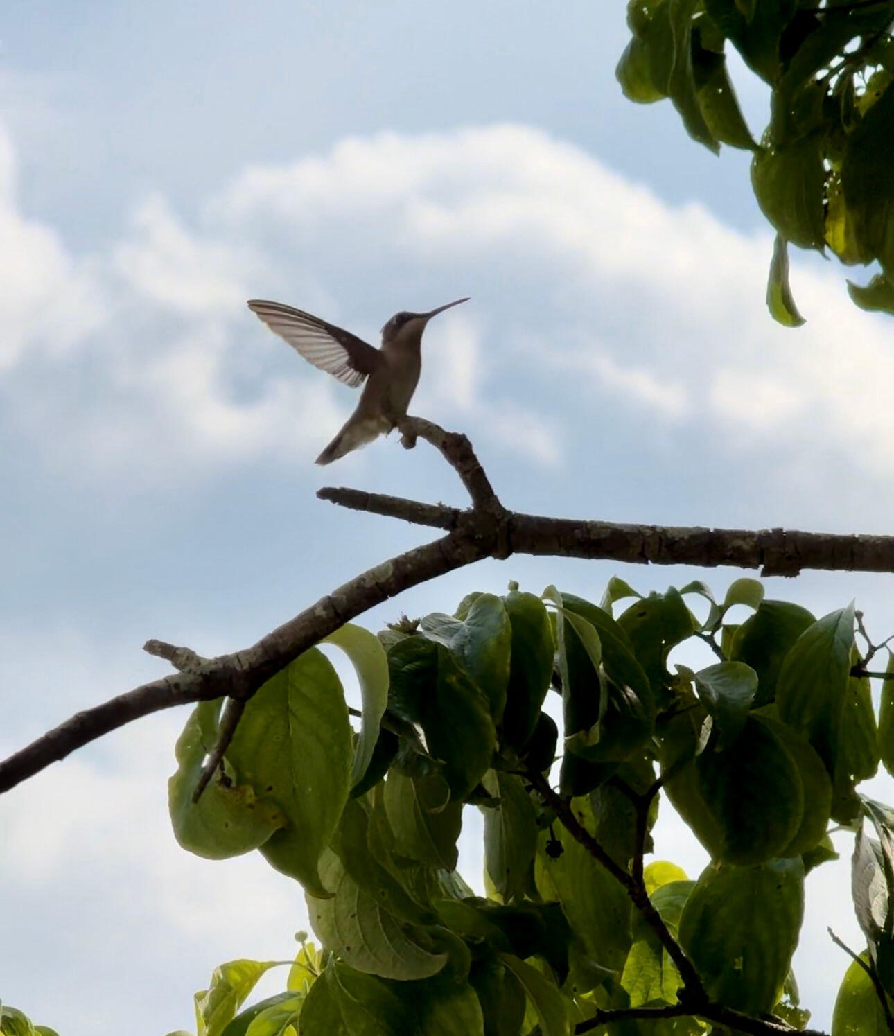 3042 Johnny Court Augusta, GA 30906 - Photo 6 of 45 Nature surrounding the home