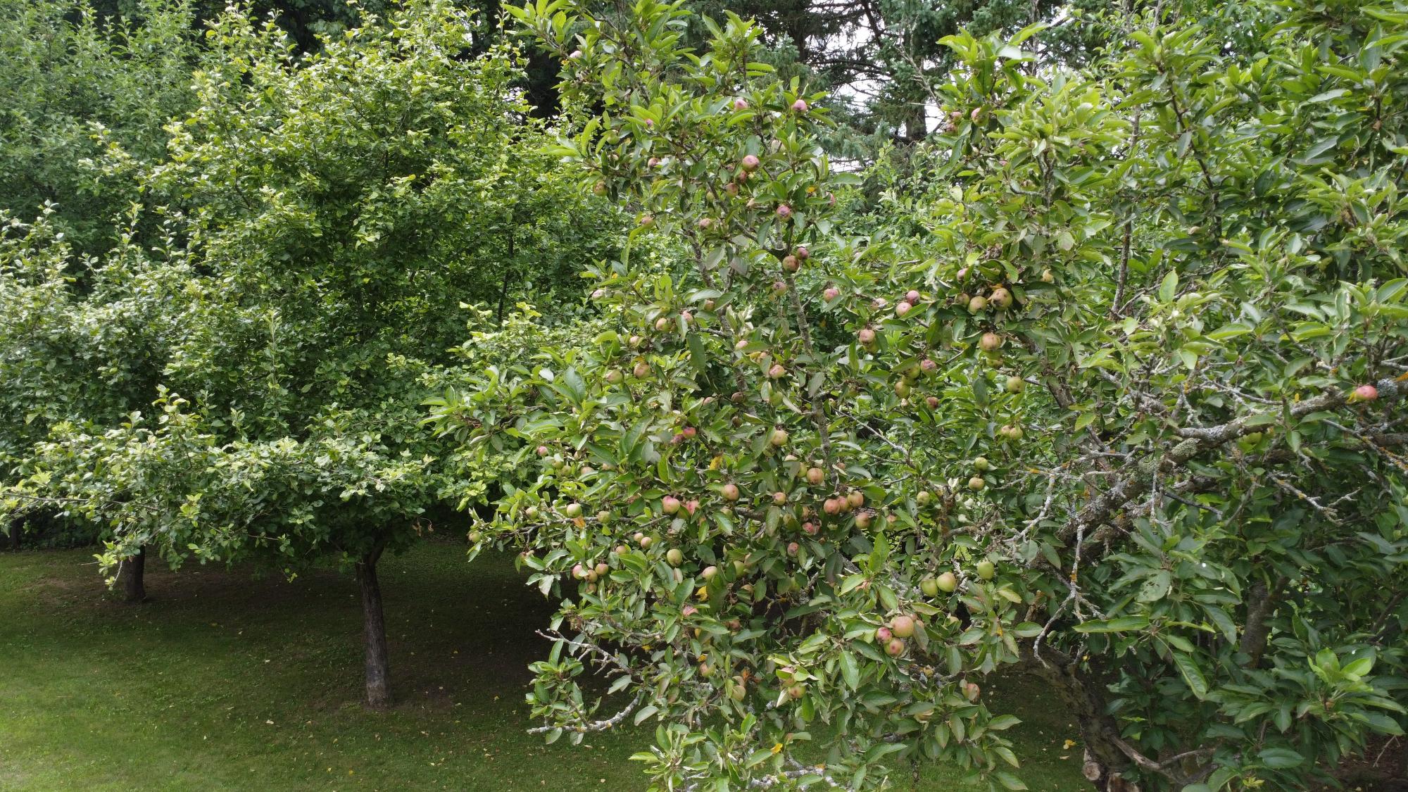 N2008 Maple Road Antigo, WI 54409 - Photo 13 of 43 Gallery Image 13