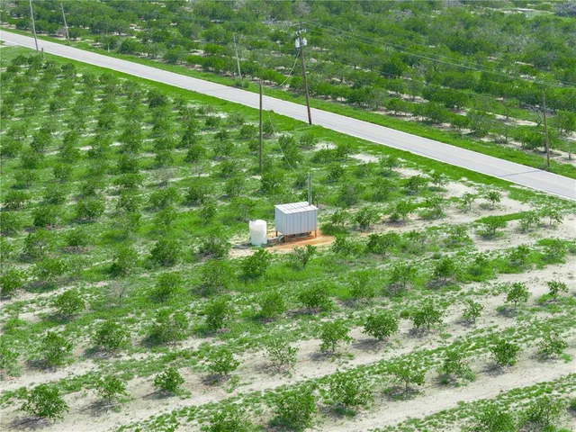 a city view with tall trees