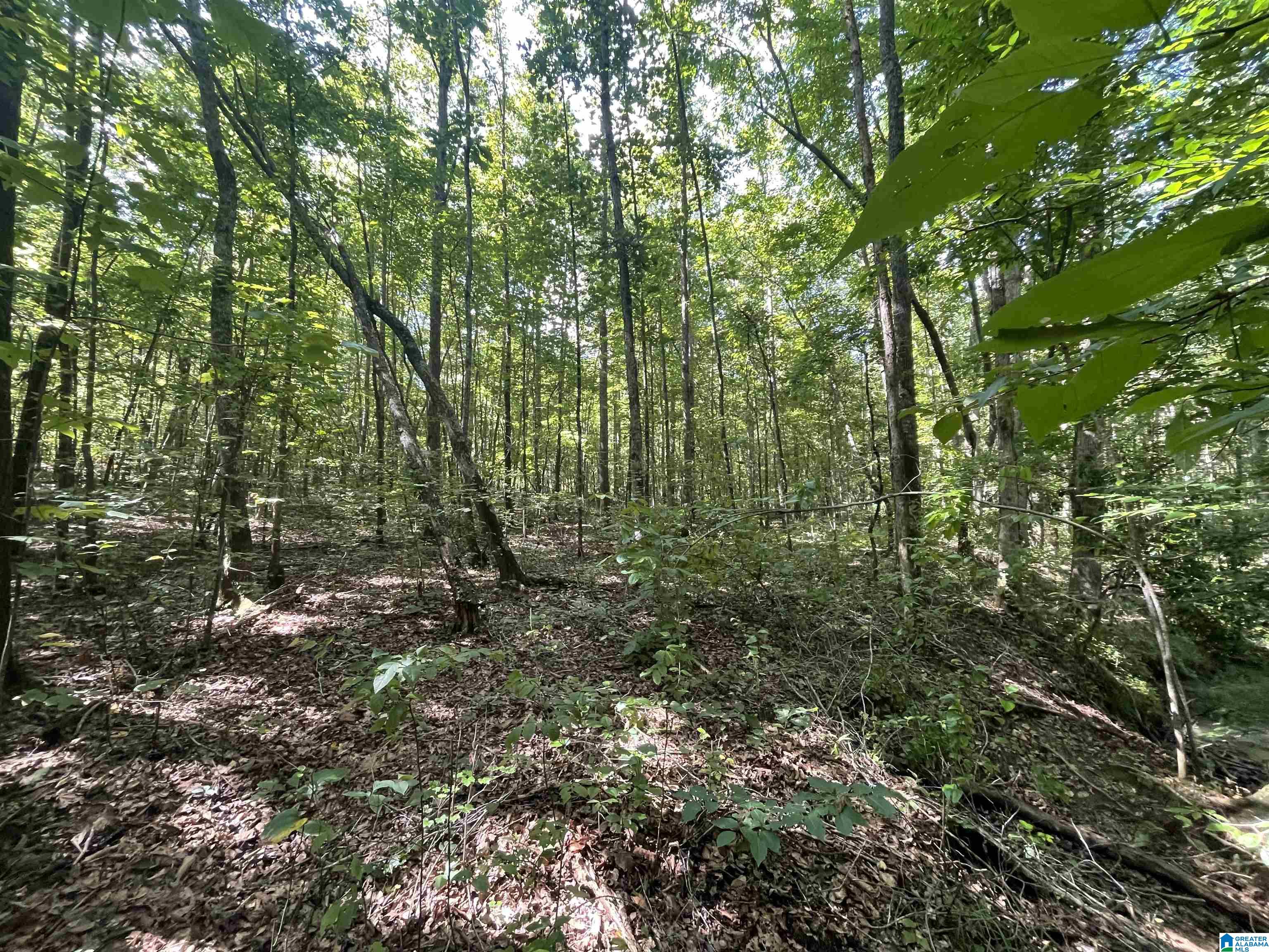 0 County Road 689, Unit 1 Ranburne, AL 36273 - Photo 62 of 69