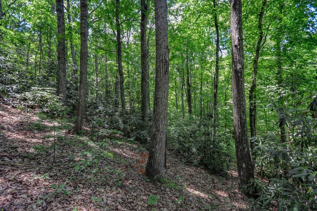 33983400 Laurelwood Road Cosby, TN 37722 - Photo 30 of 35 Gallery Image 30