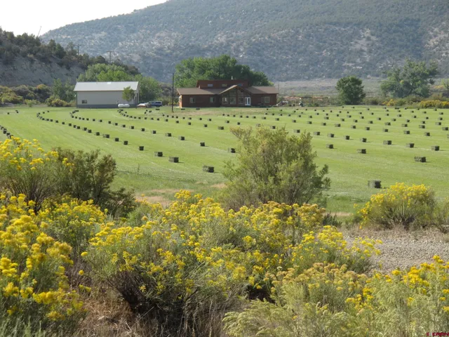 a view of a garden with plants