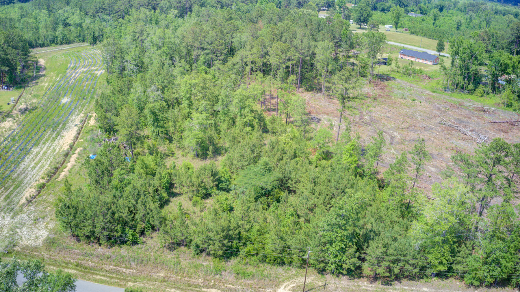 0 Spring Pond Road Bonneau, SC 29431 - Photo 6 of 20 0 Spring Pond Rd, Bonneau SC (5)
