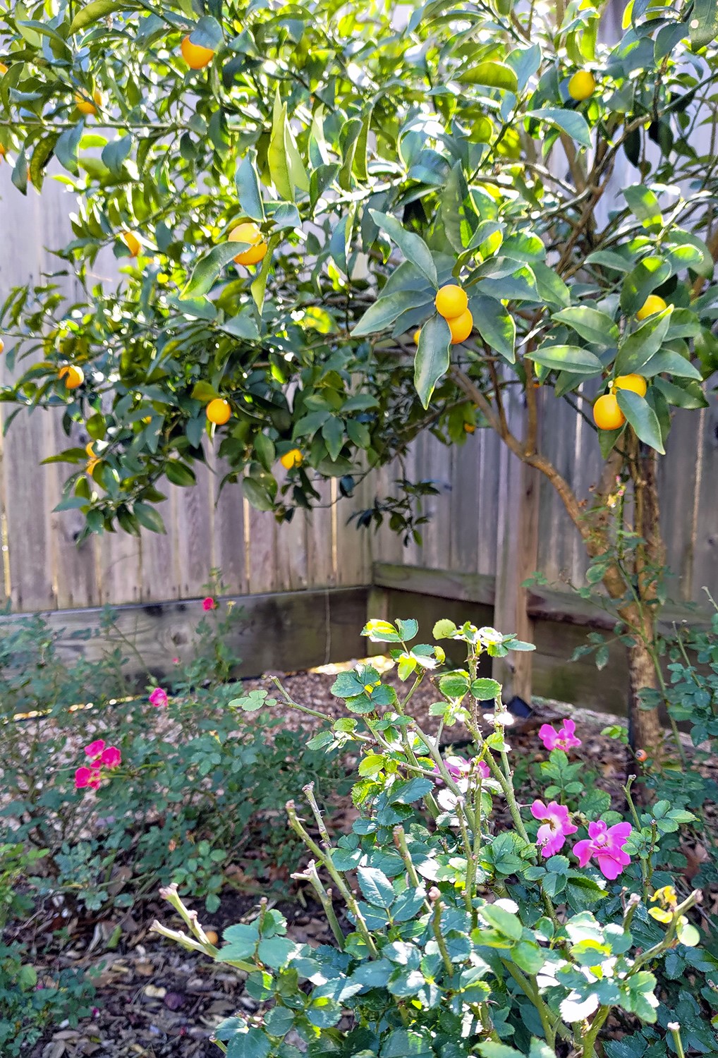 5951 S Loop East, Unit 47 Houston, TX 77033 - Photo 30 of 37 (In the spring) This backyard features a vibrant garden with a citrus tree laden with fruit and blooming pink flowers, providing a lush, colorful setting against a wooden fence. Ideal for those who appreciate a serene outdoor space.