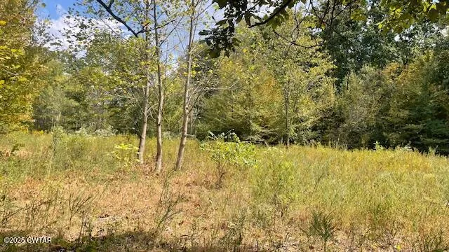 a view of a yard with large trees