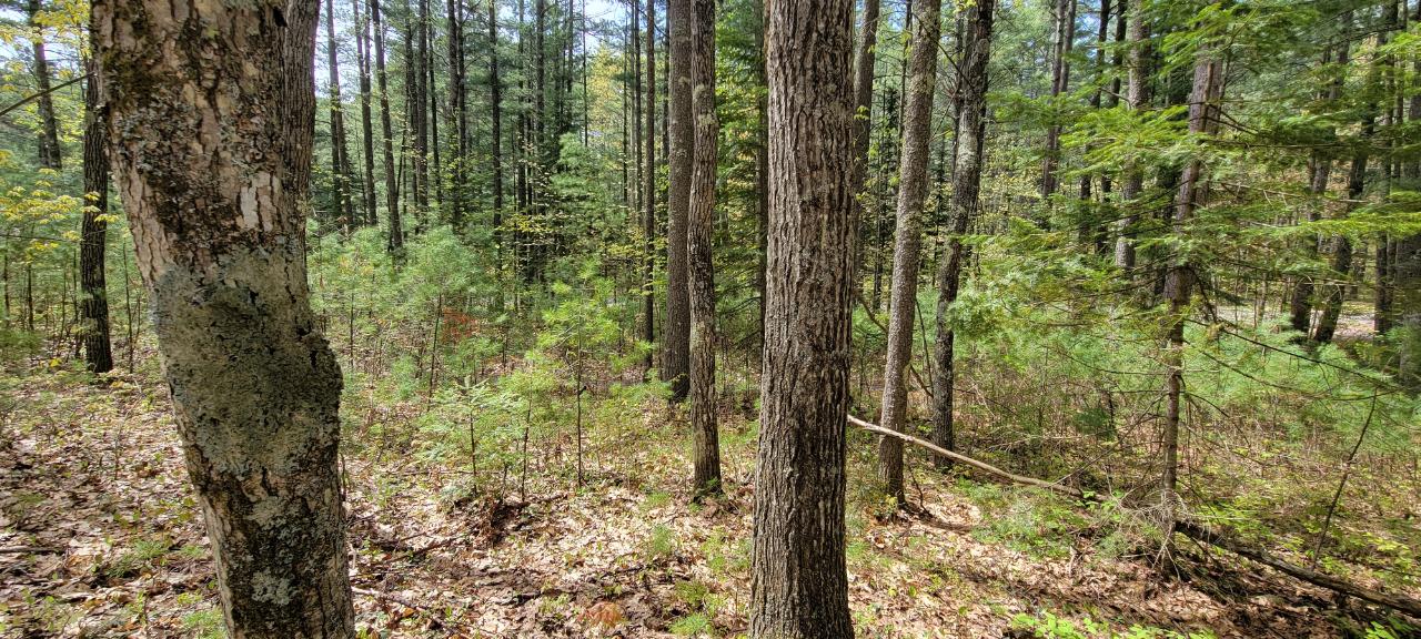 Off Witches Lake Road, Unit LOT 4 Woodruff, WI 54568 - Photo 33 of 39 Gallery Image 33