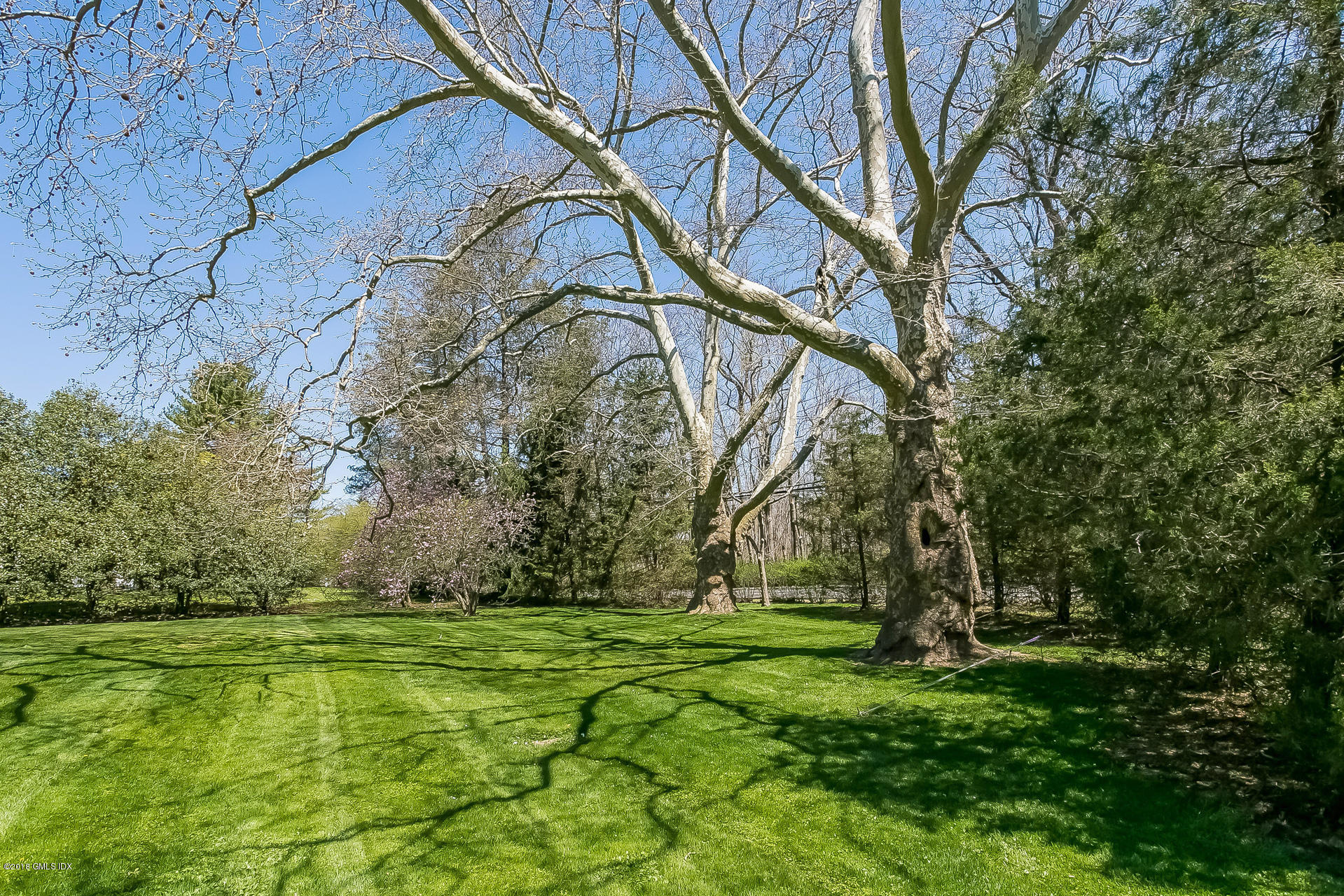 66 Bruce Park Drive Greenwich, CT 06830 - Photo 21 of 27 a view of a yard with a tree