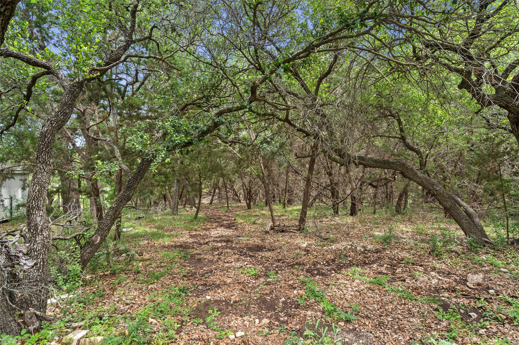 120 East Rustle Cove Georgetown, TX 78628 - Photo 10 of 25 a view of outdoor space with trees all around