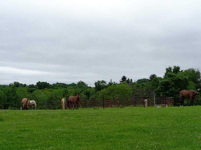 162 Cemetery Road Dayton, PA 16222 - Photo 18 of 21 Large Fenced in Pastures for horses or farm animals