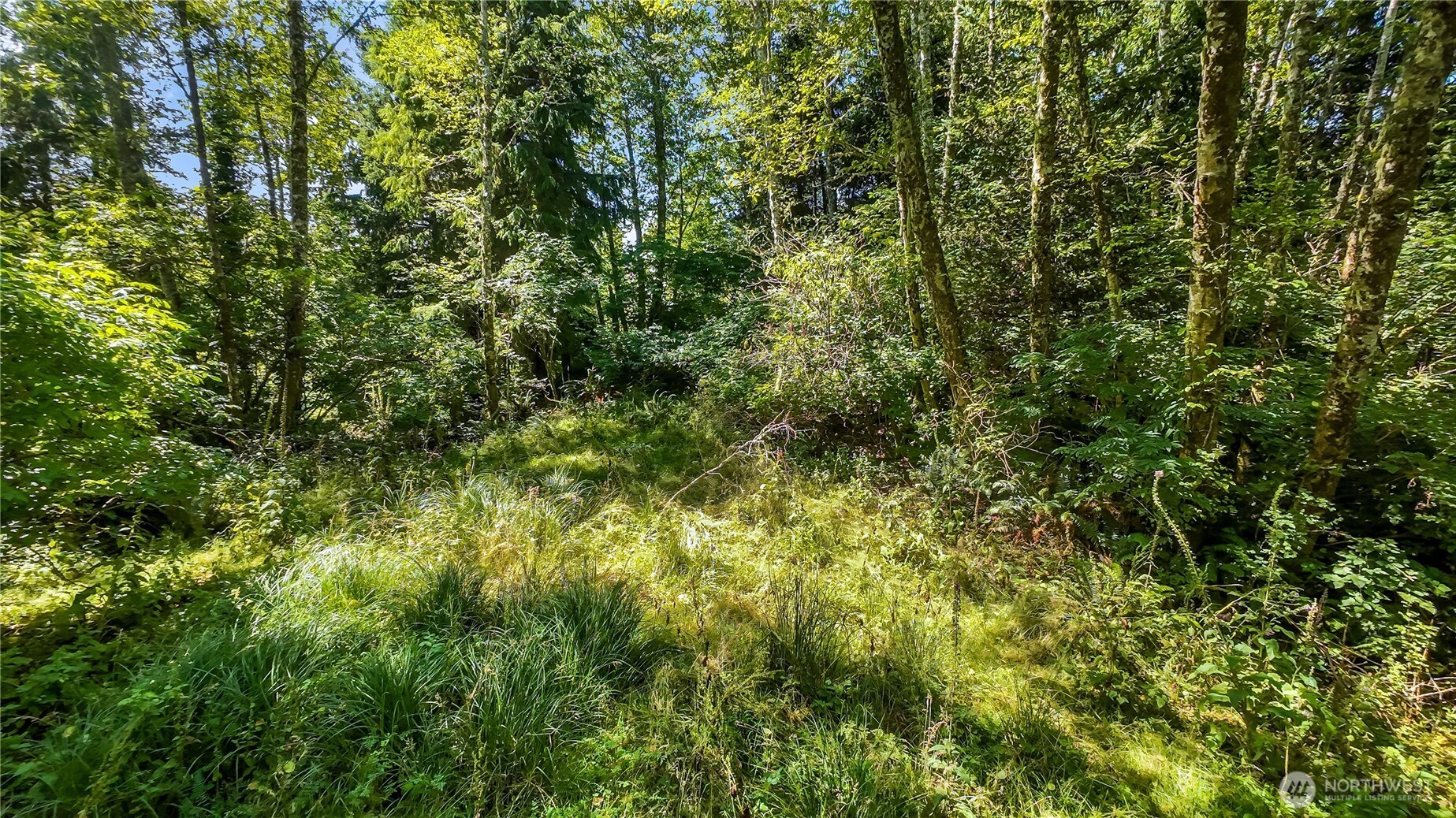 6001 4th Avenue Southwest Ilwaco, WA 98624 - Photo 22 of 22 a view of a lush green forest