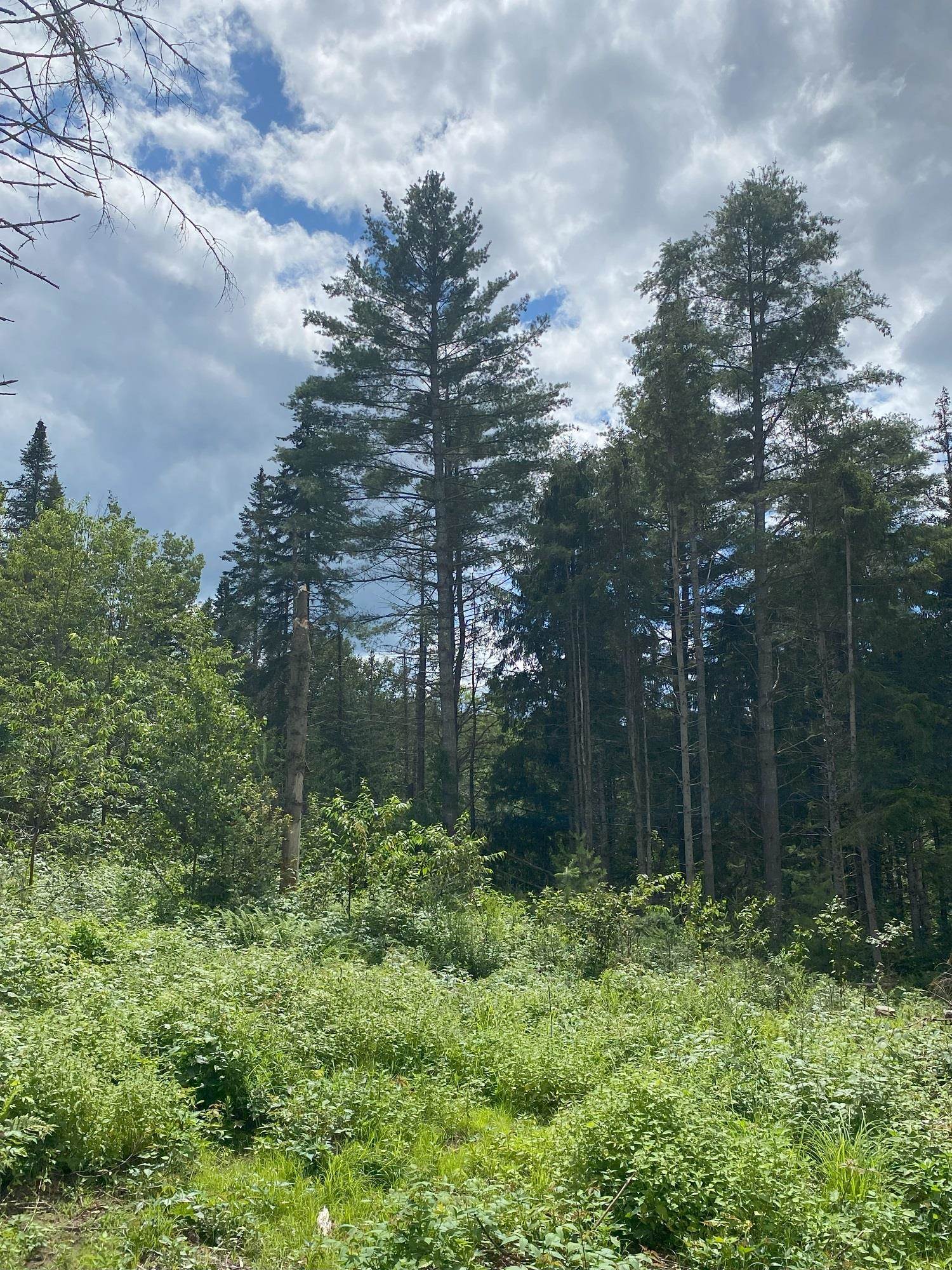 0 Collar Hill Road Worcester, VT 05682 - Photo 2 of 10