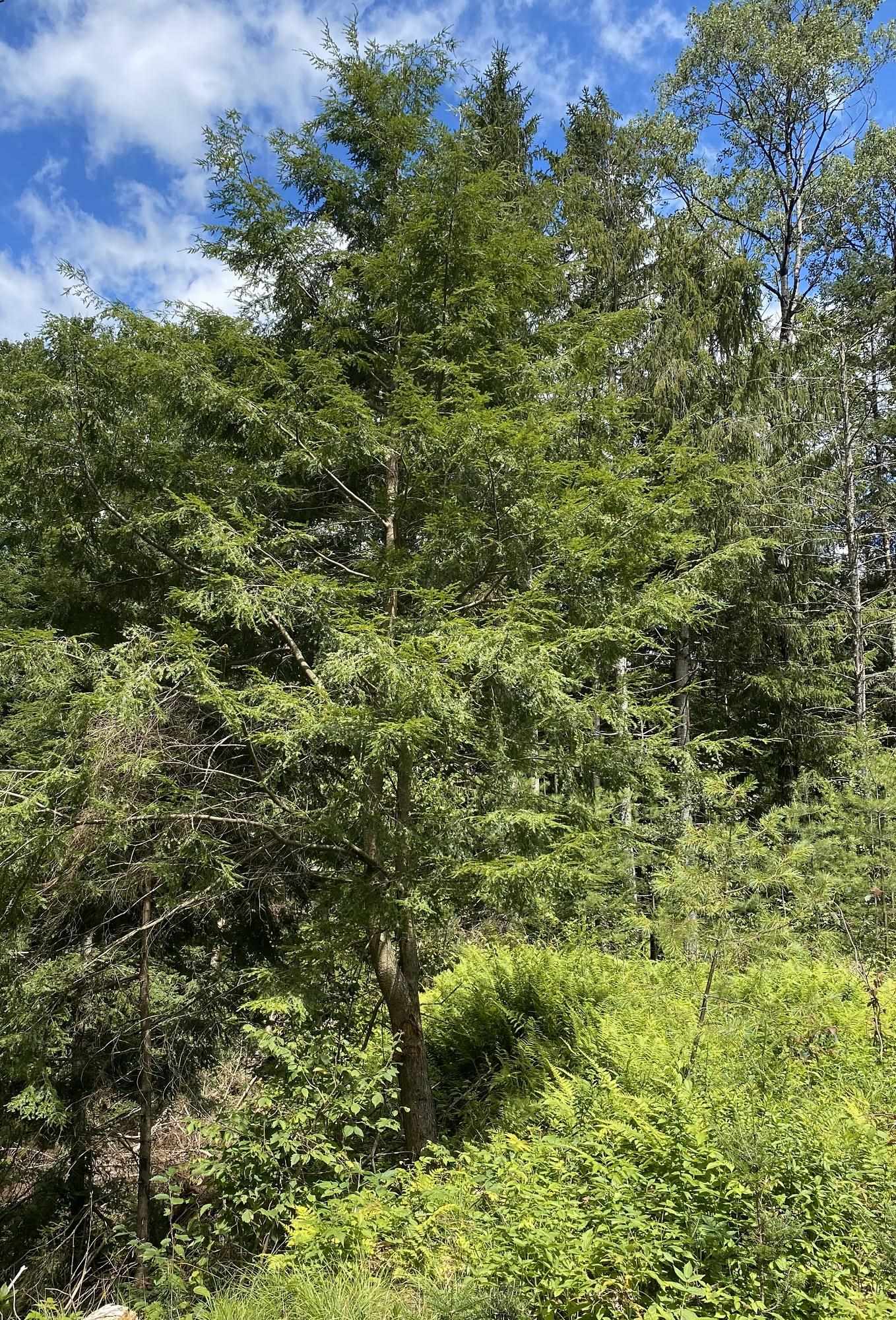 0 Collar Hill Road Worcester, VT 05682 - Photo 3 of 10