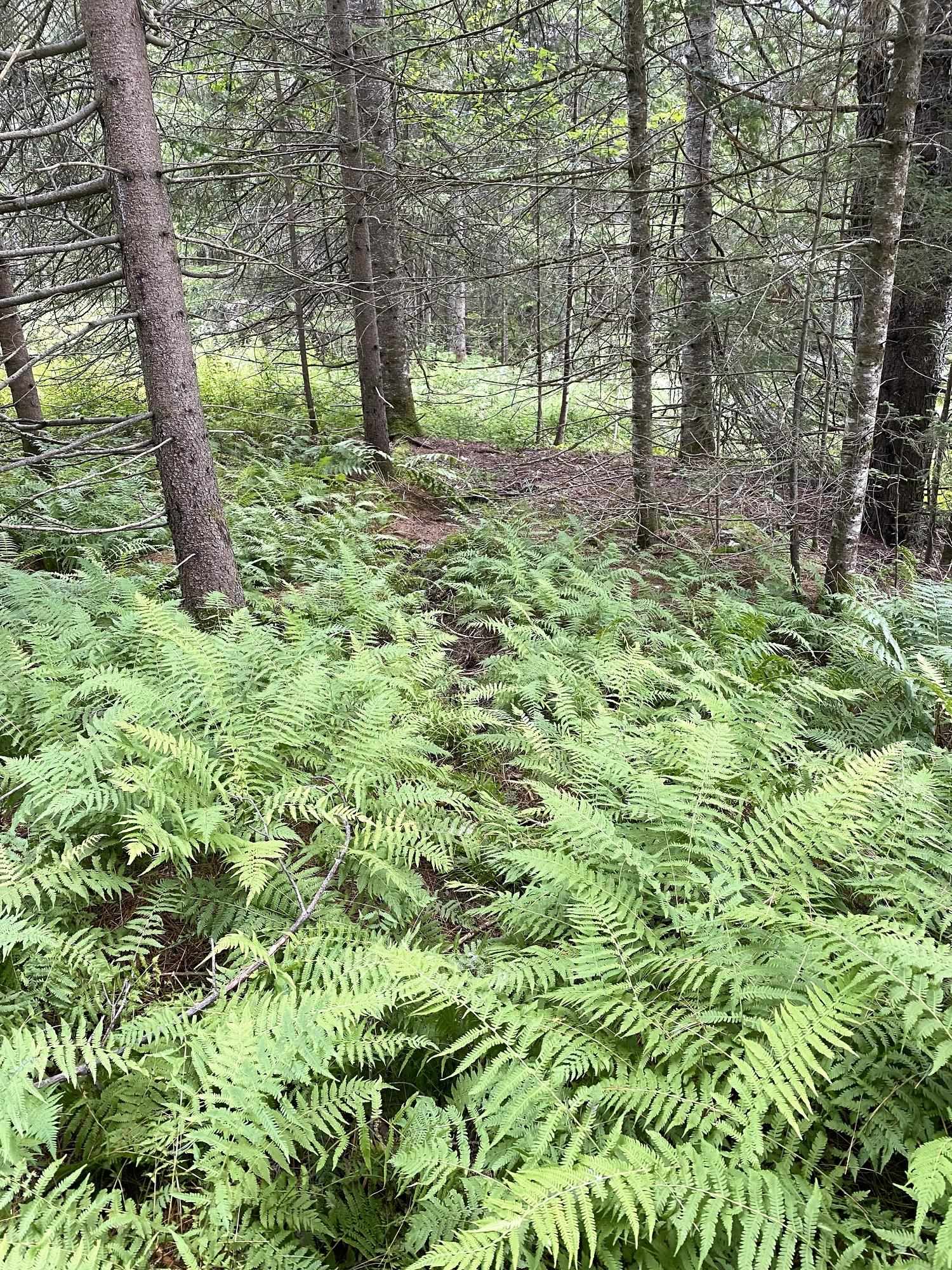 0 Collar Hill Road Worcester, VT 05682 - Photo 8 of 10