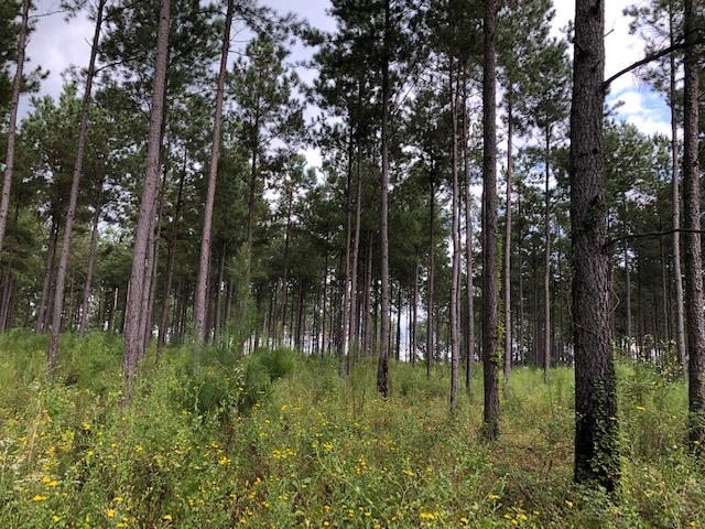 0 Barlow Road Cochran, GA 31014 - Photo 16 of 21