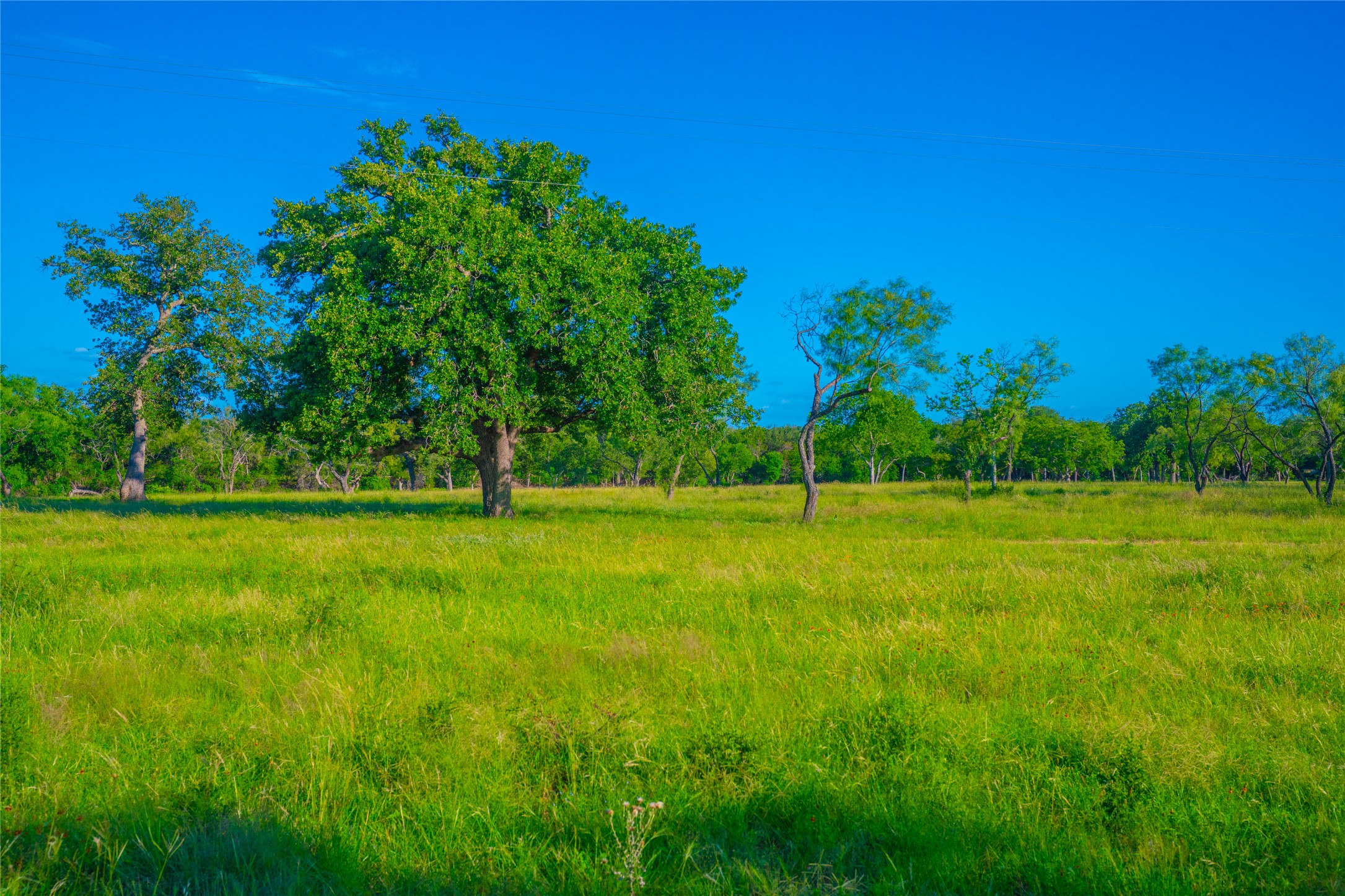 0 Creekside Ranch Johnson City, TX 78636 - Photo 9 of 14 A tranquil, sprawling green pasture awaits your vision.