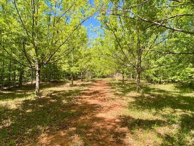 0 Pete Johnson Road Tignall, GA 30668 - Photo 2 of 43 Sawtooth oak Lane
Deer Love them!