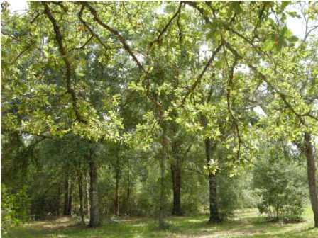 4858 Hinote Road DeFuniak Springs, FL 32433 - Photo 23 of 27 a view of a yard with a trees