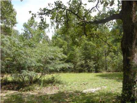 4858 Hinote Road DeFuniak Springs, FL 32433 - Photo 24 of 27 a view of a yard with a tree