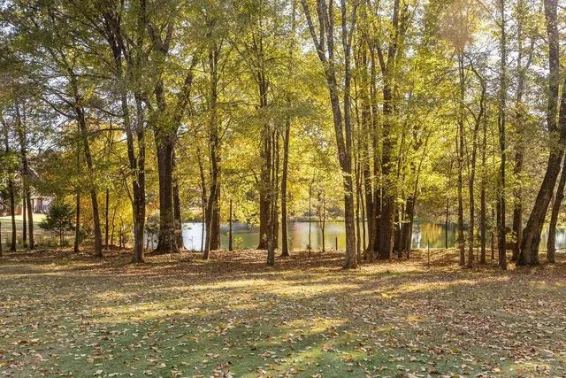 a view of large trees with yard