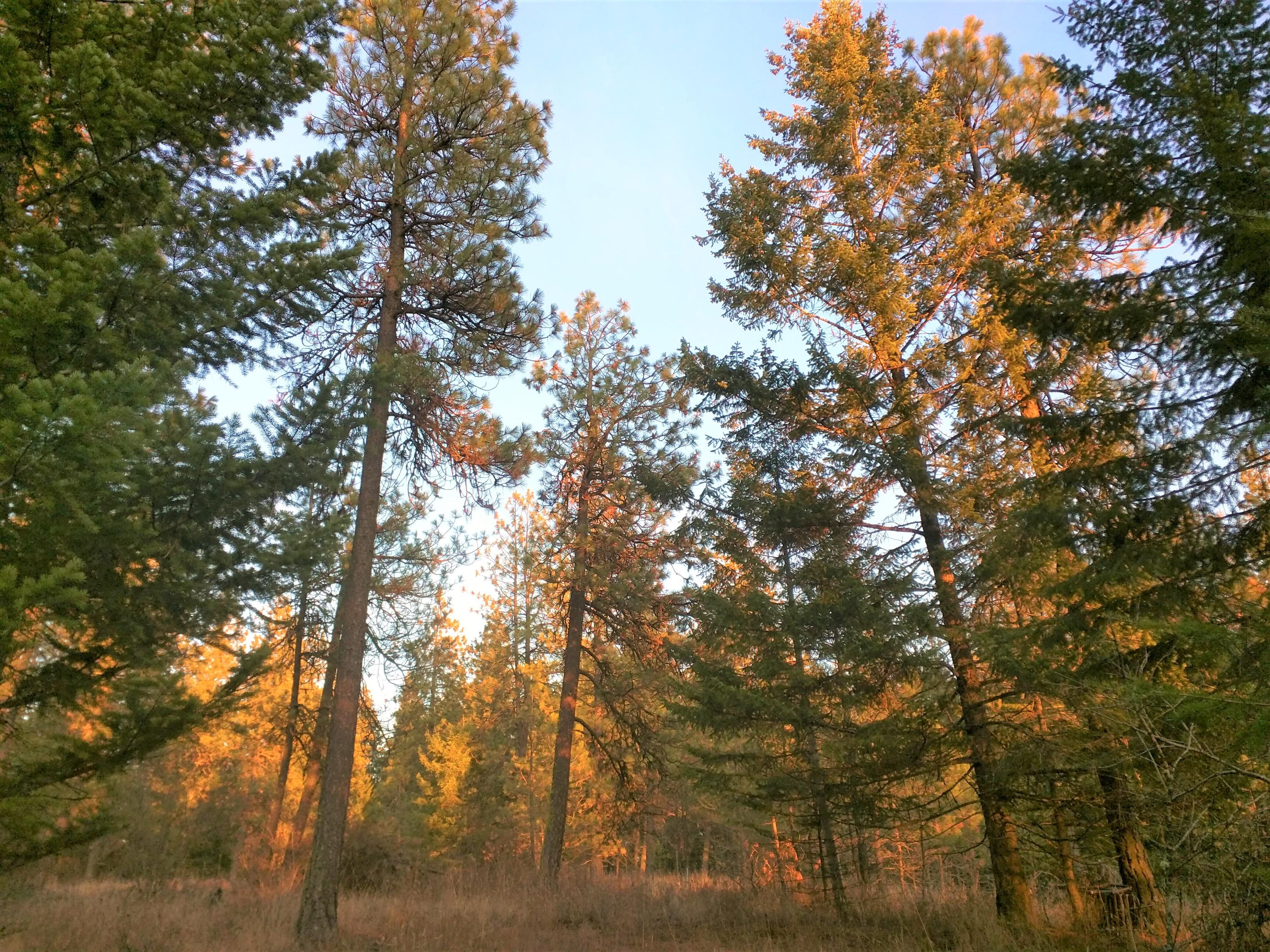 Nka West Sunmeadow Road Worley, ID 83876 - Photo 1 of 1 1