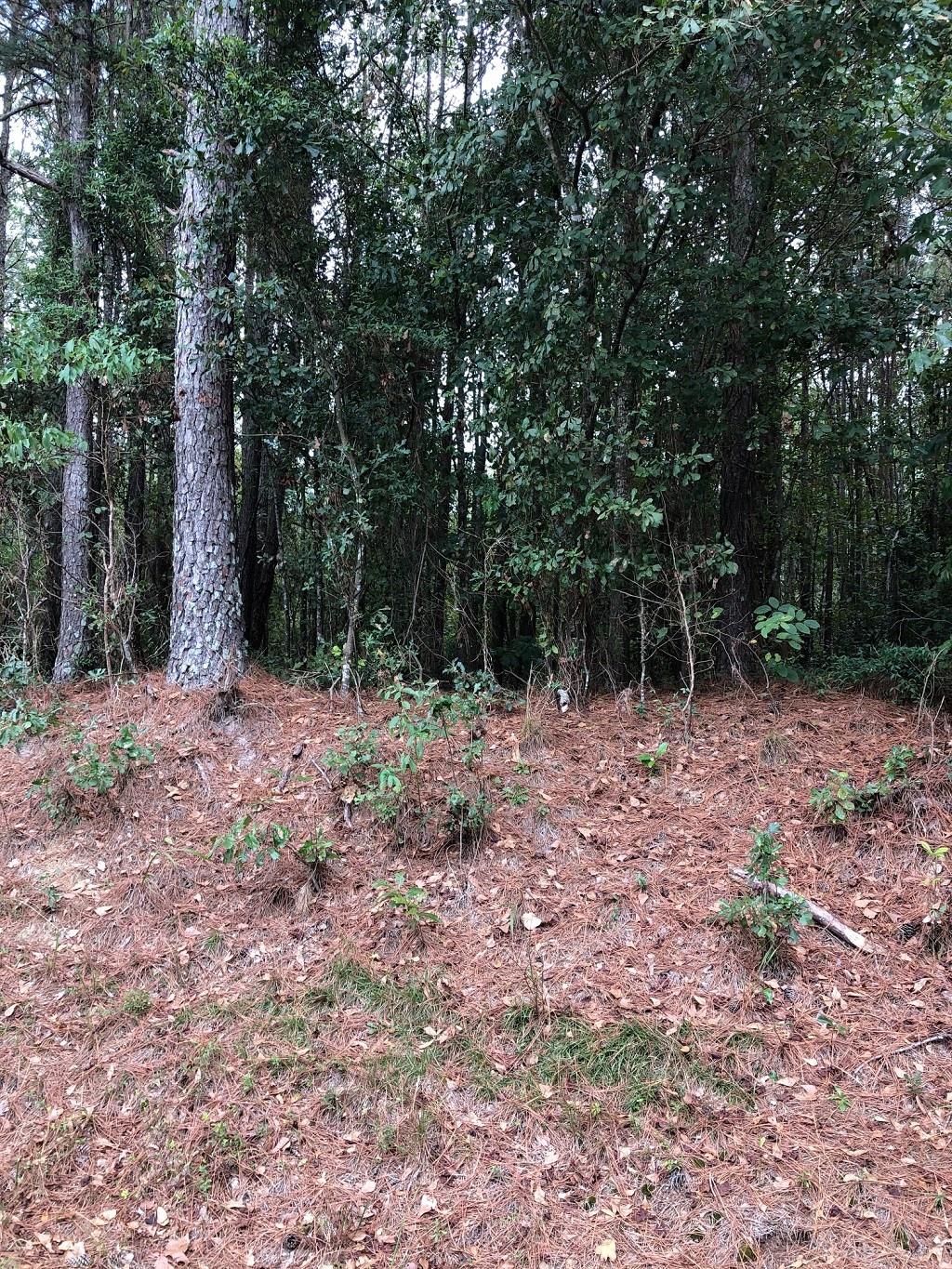 Tbd Graham Road Laurinburg, NC 28352 - Photo 1 of 7 Gallery Image 1