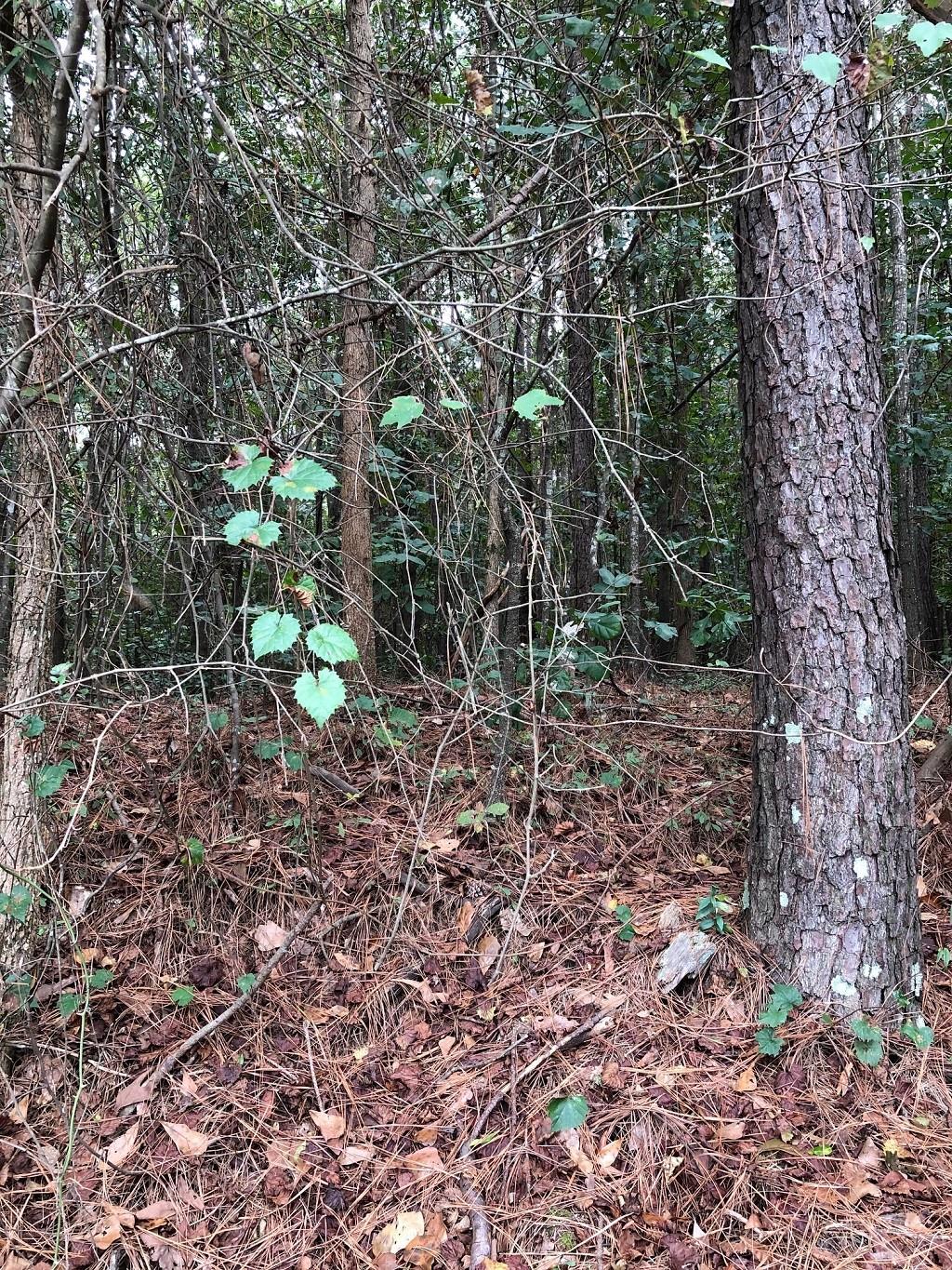Tbd Graham Road Laurinburg, NC 28352 - Photo 2 of 7 Gallery Image 2
