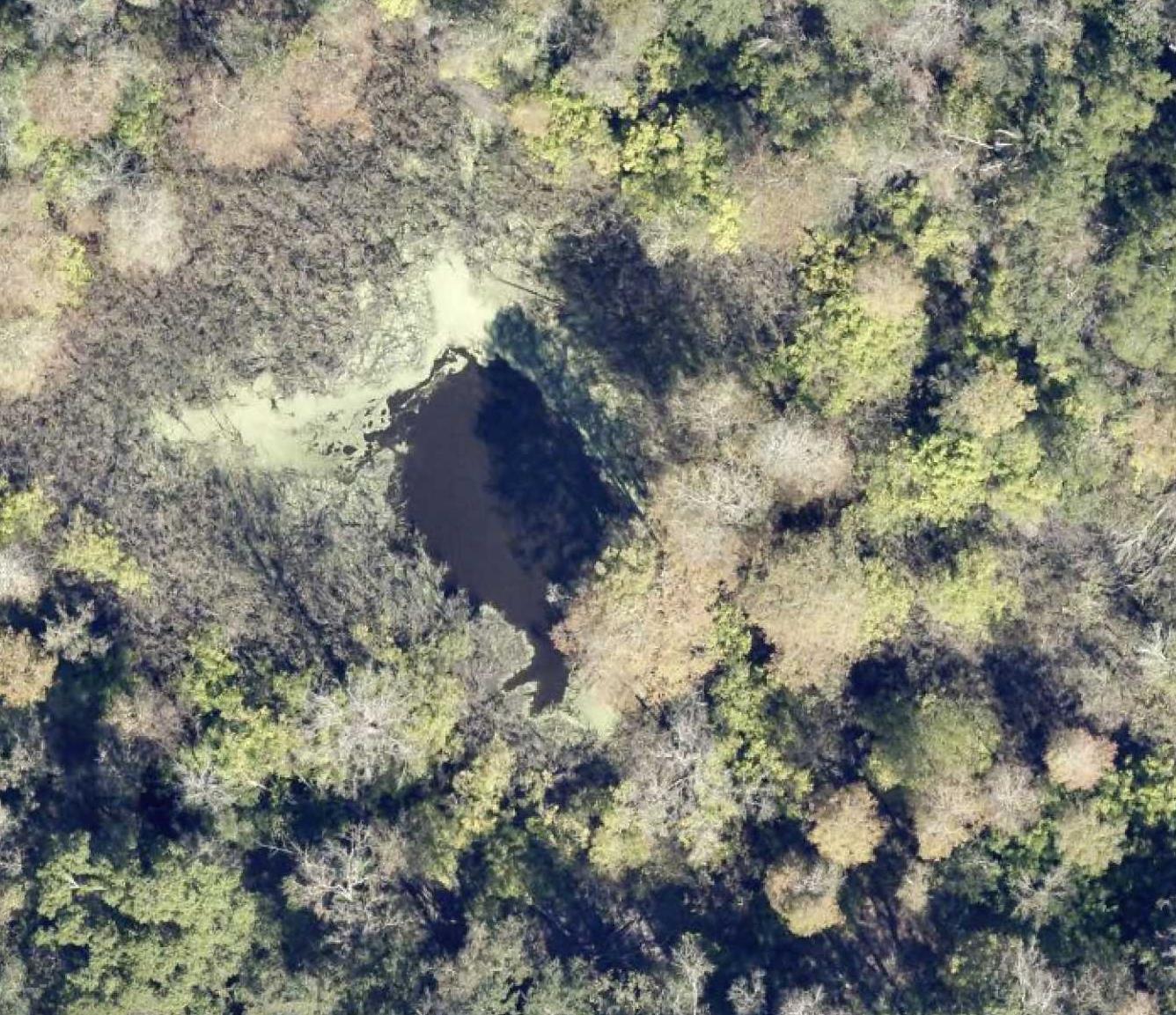 935 River Road Ponce de Leon, FL 32455 - Photo 5 of 8 a view of a tree in a yard
