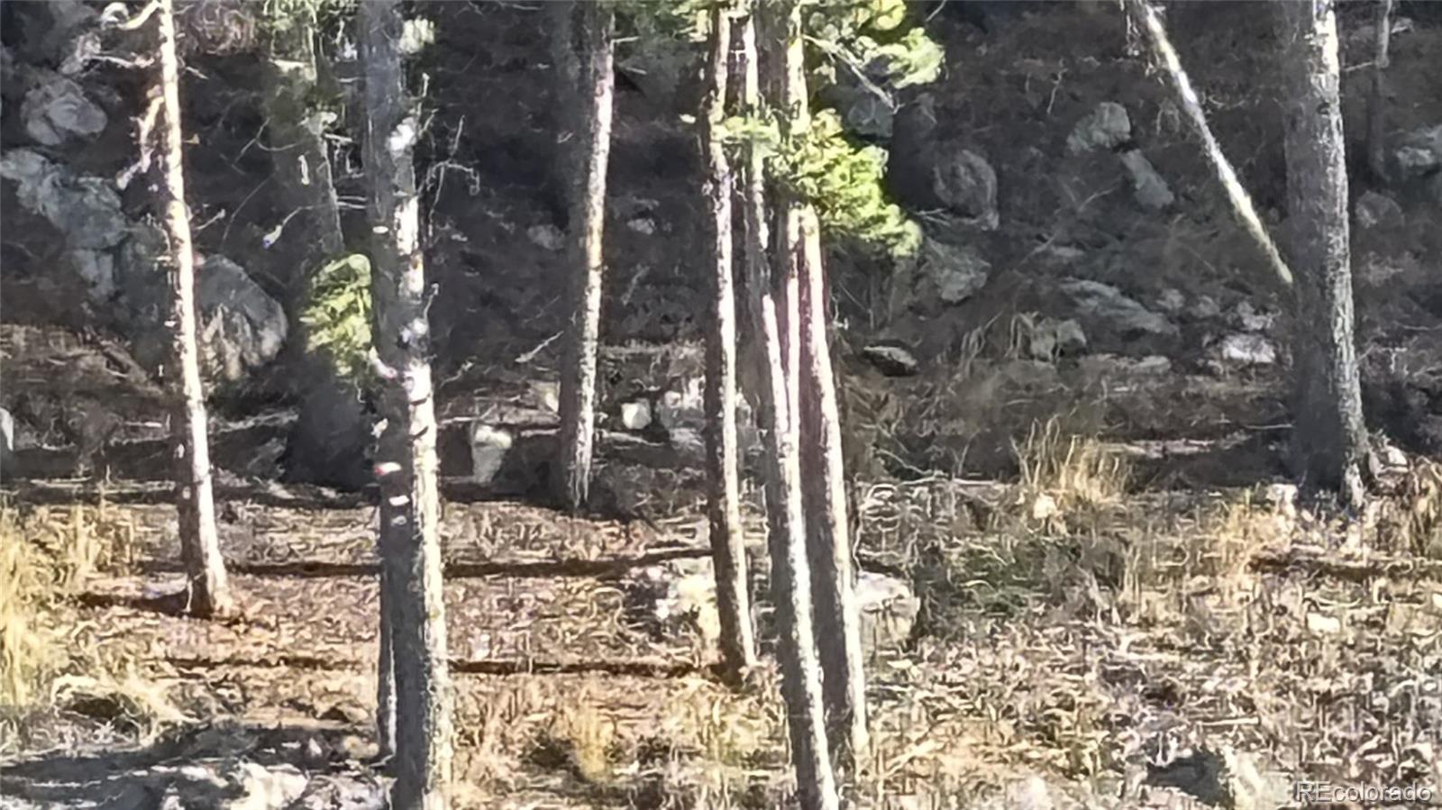 1 Miners Road Black Hawk, CO 80422 - Photo 1 of 16 a plant is in a yard