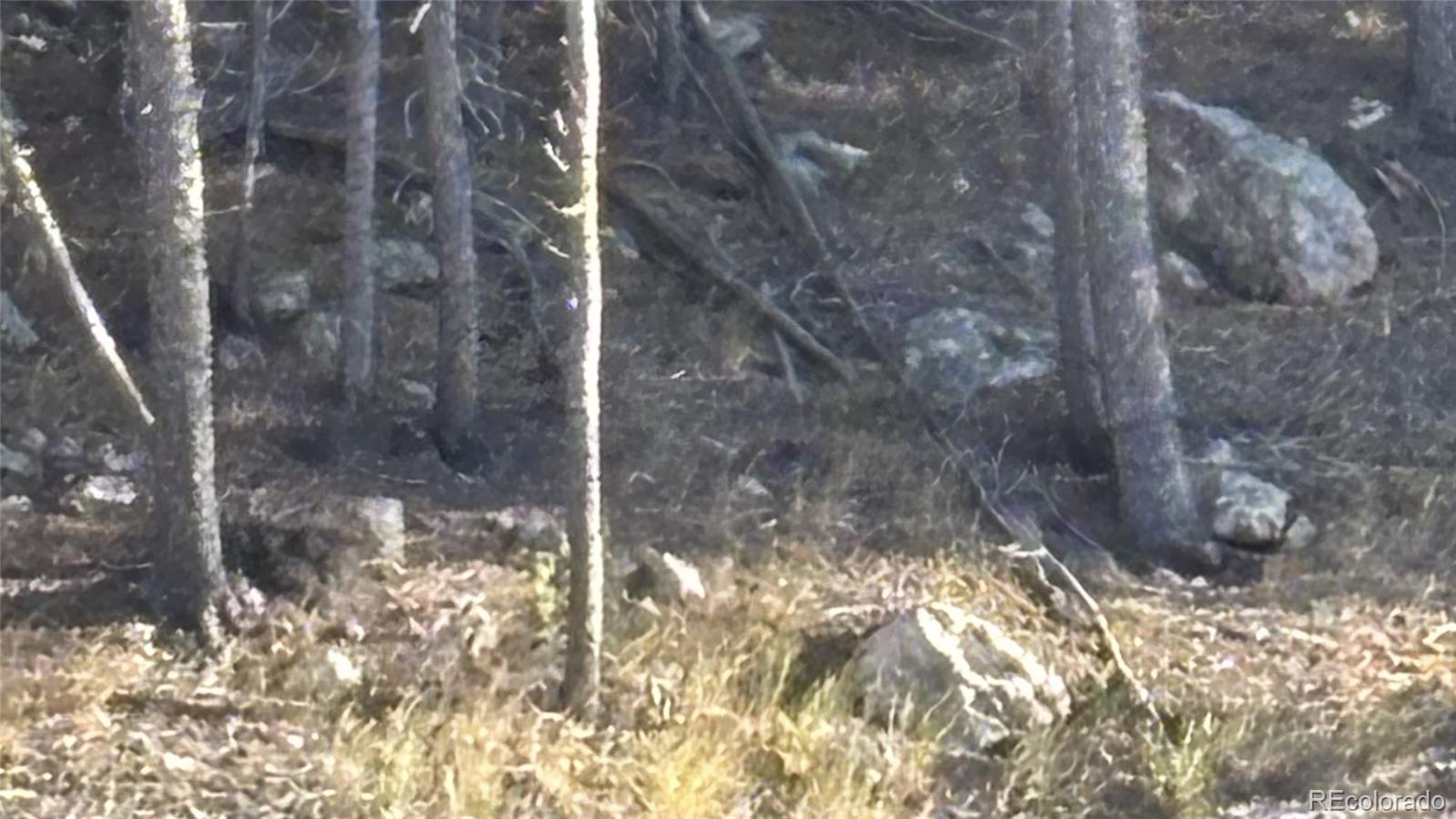 1 Miners Road Black Hawk, CO 80422 - Photo 12 of 16 a view of a yard