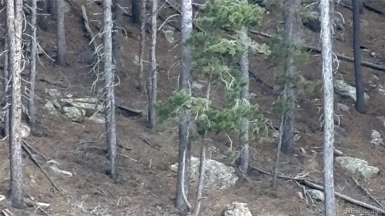 1 Miners Road Black Hawk, CO 80422 - Photo 2 of 16 a view of a forest with a tree